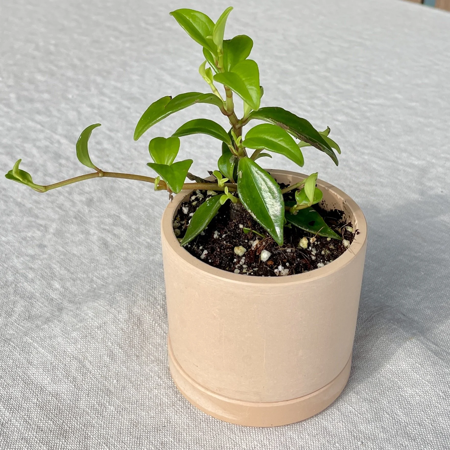 Peperomia Trinervula