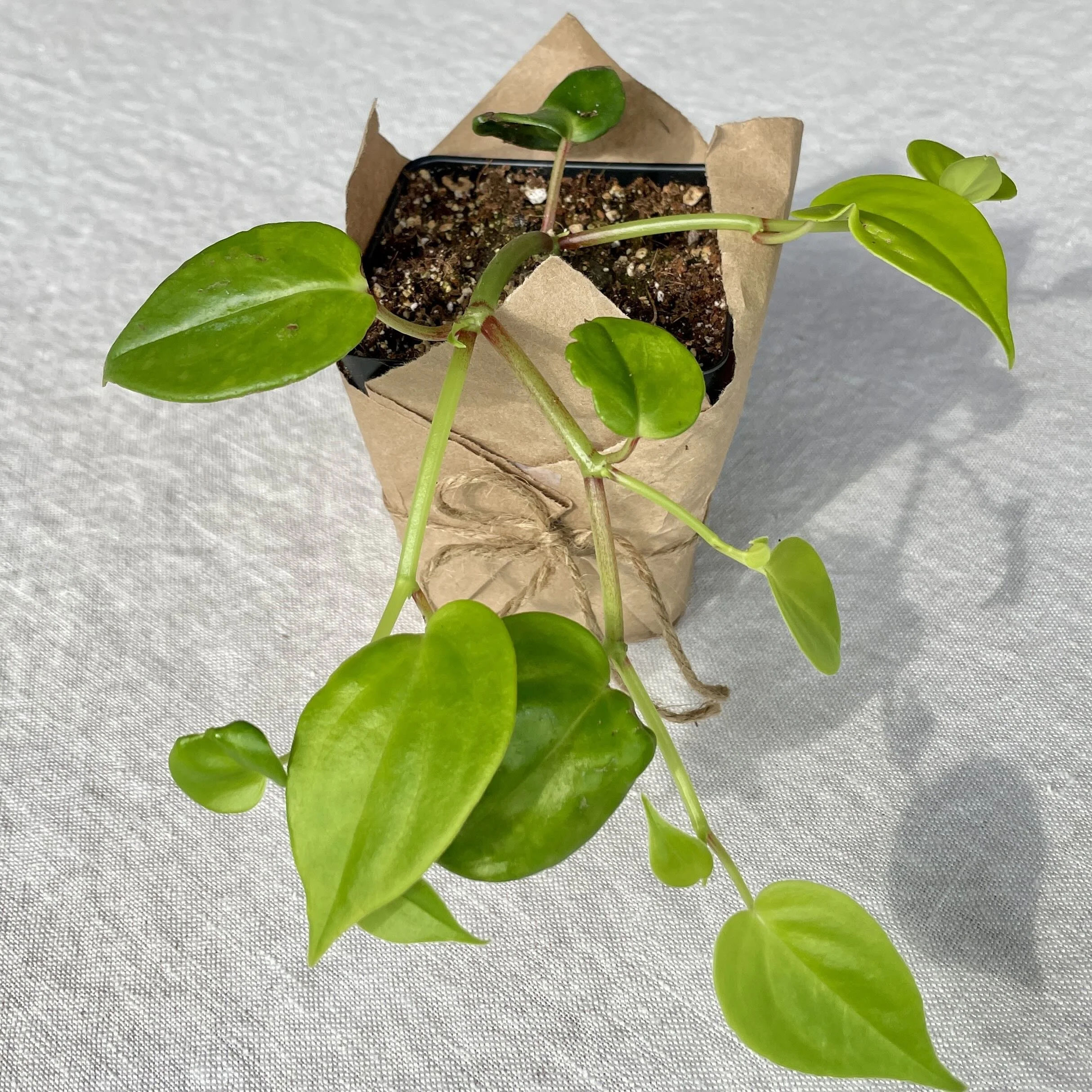 Peperomia Green Scandens