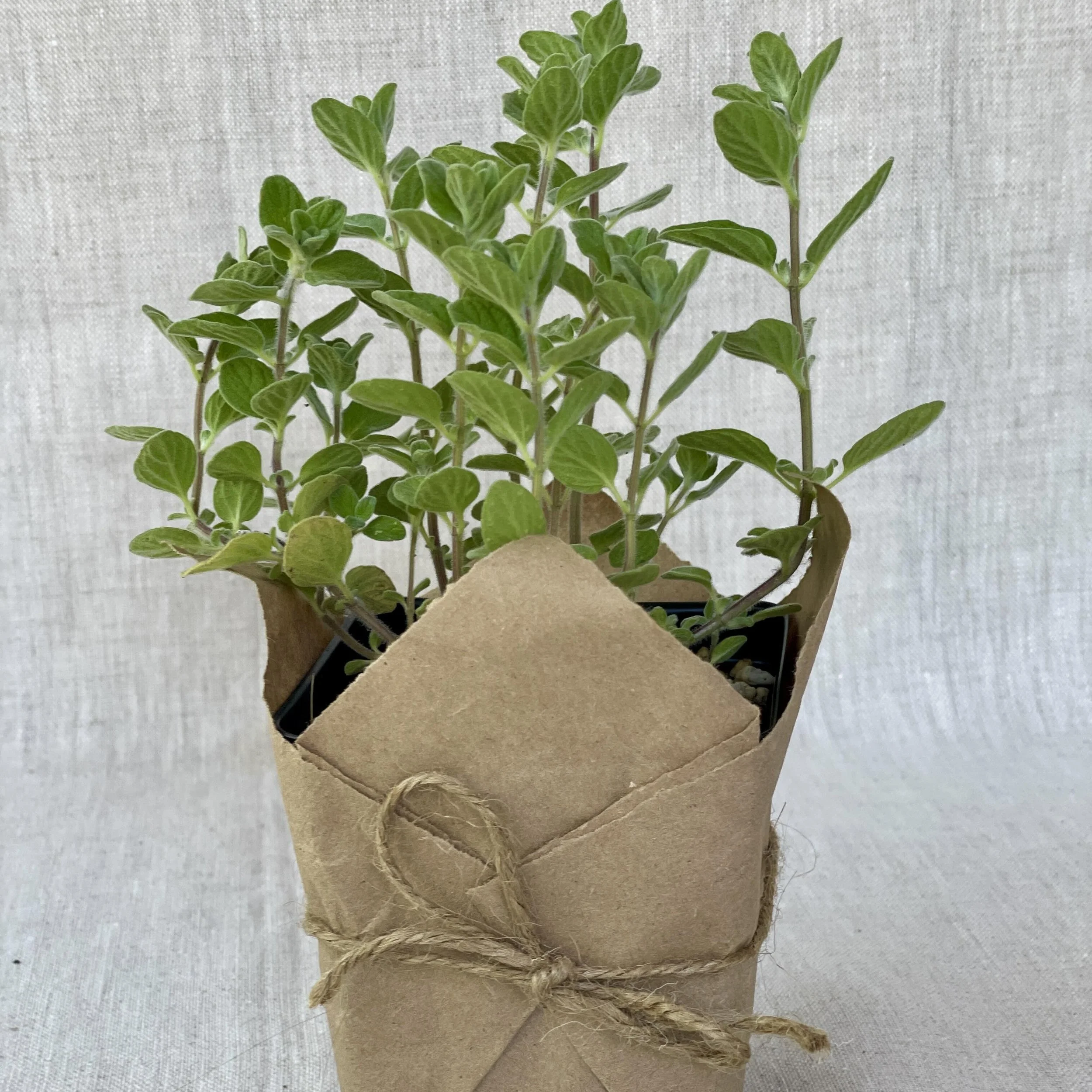 Marjoram Za'atar