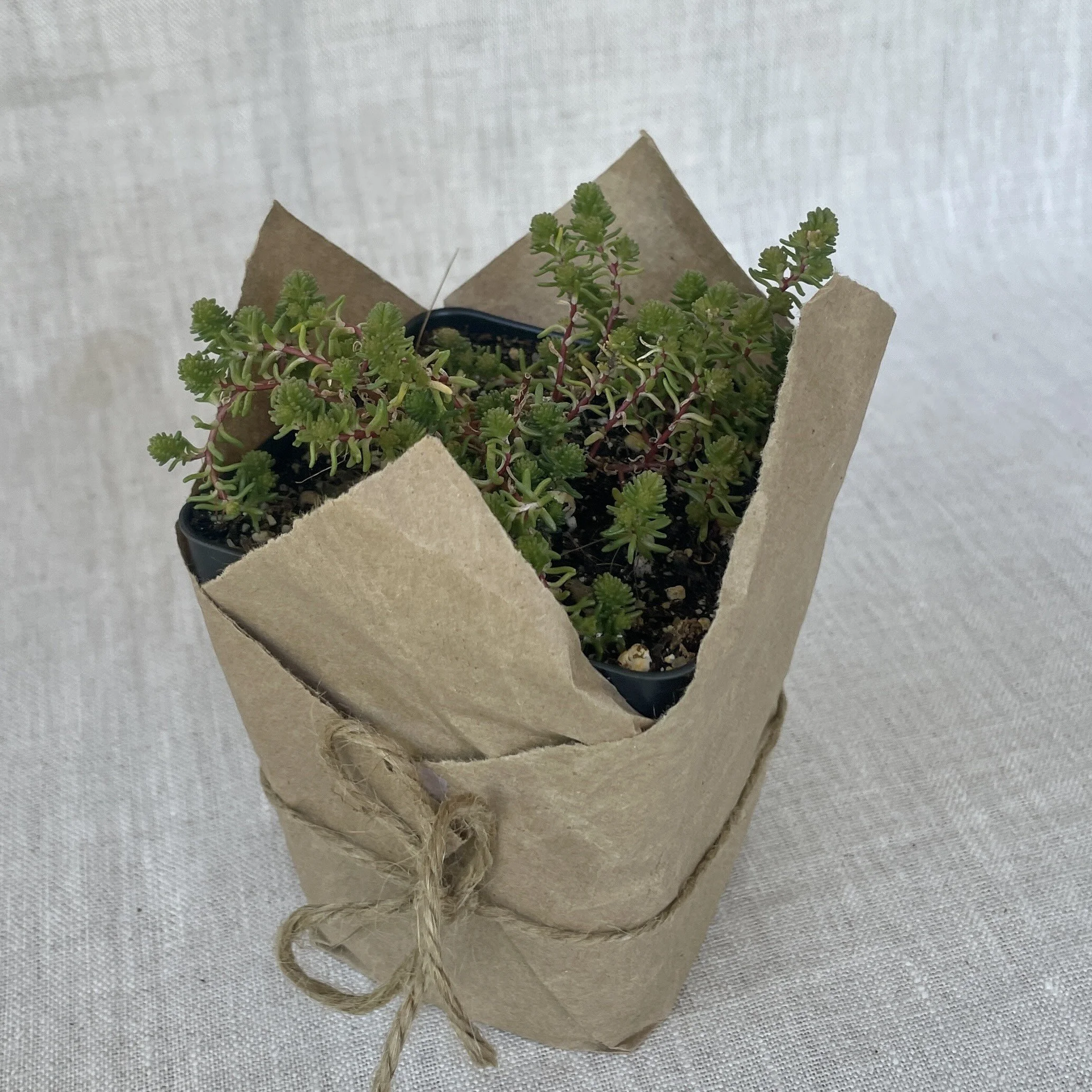 Senecio Radicans