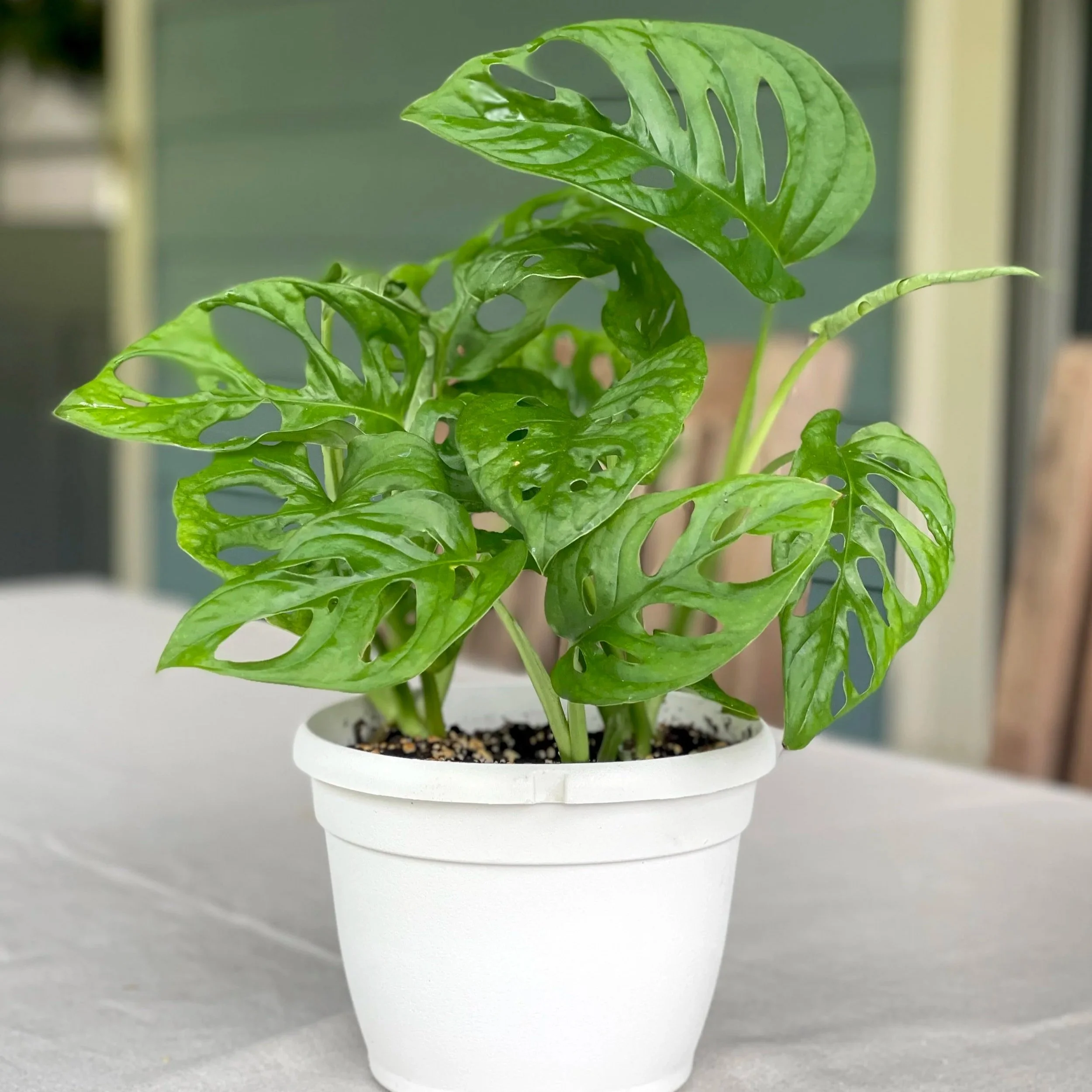monstera-adansonii.jpg