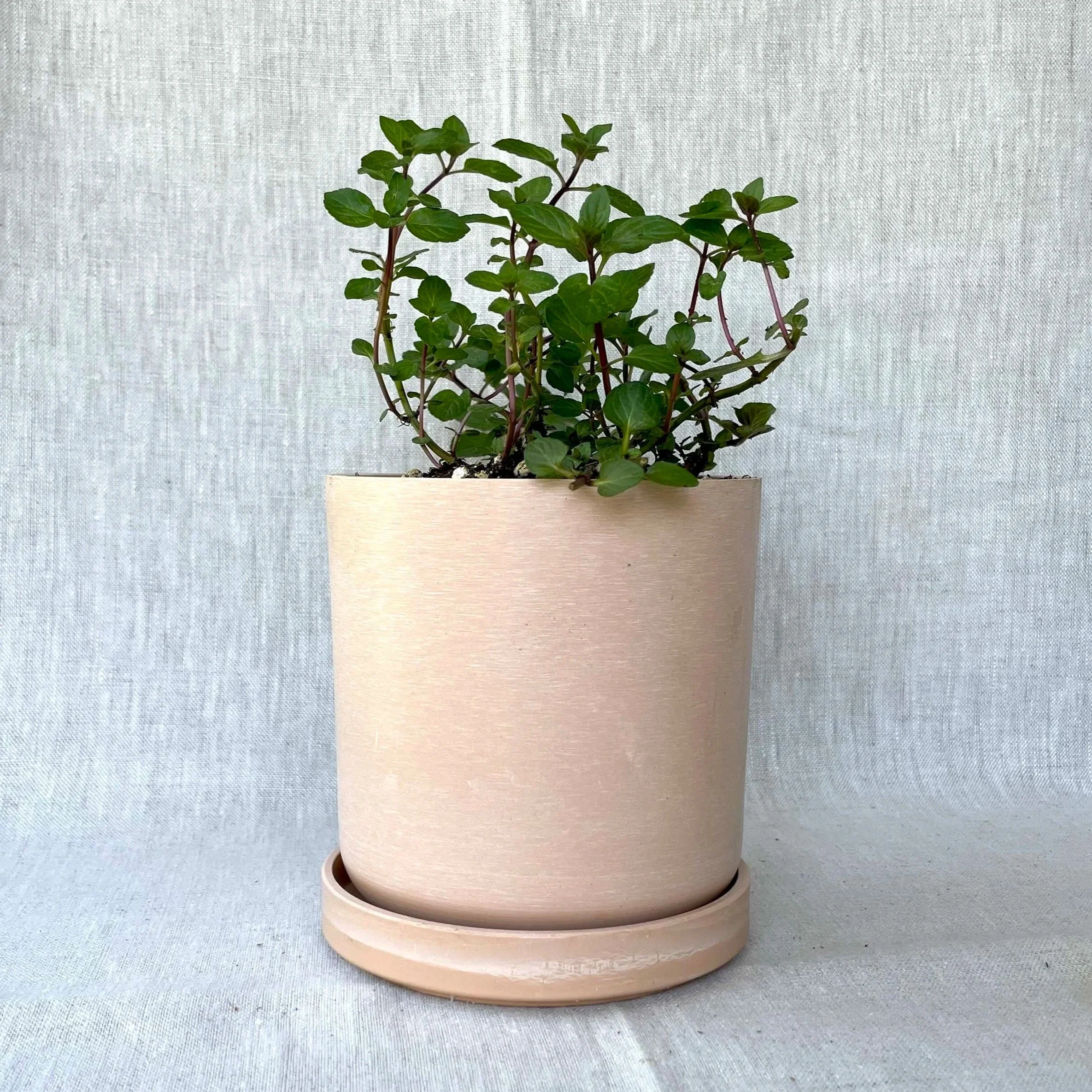 chocolate-mint-coral-pot.jpg