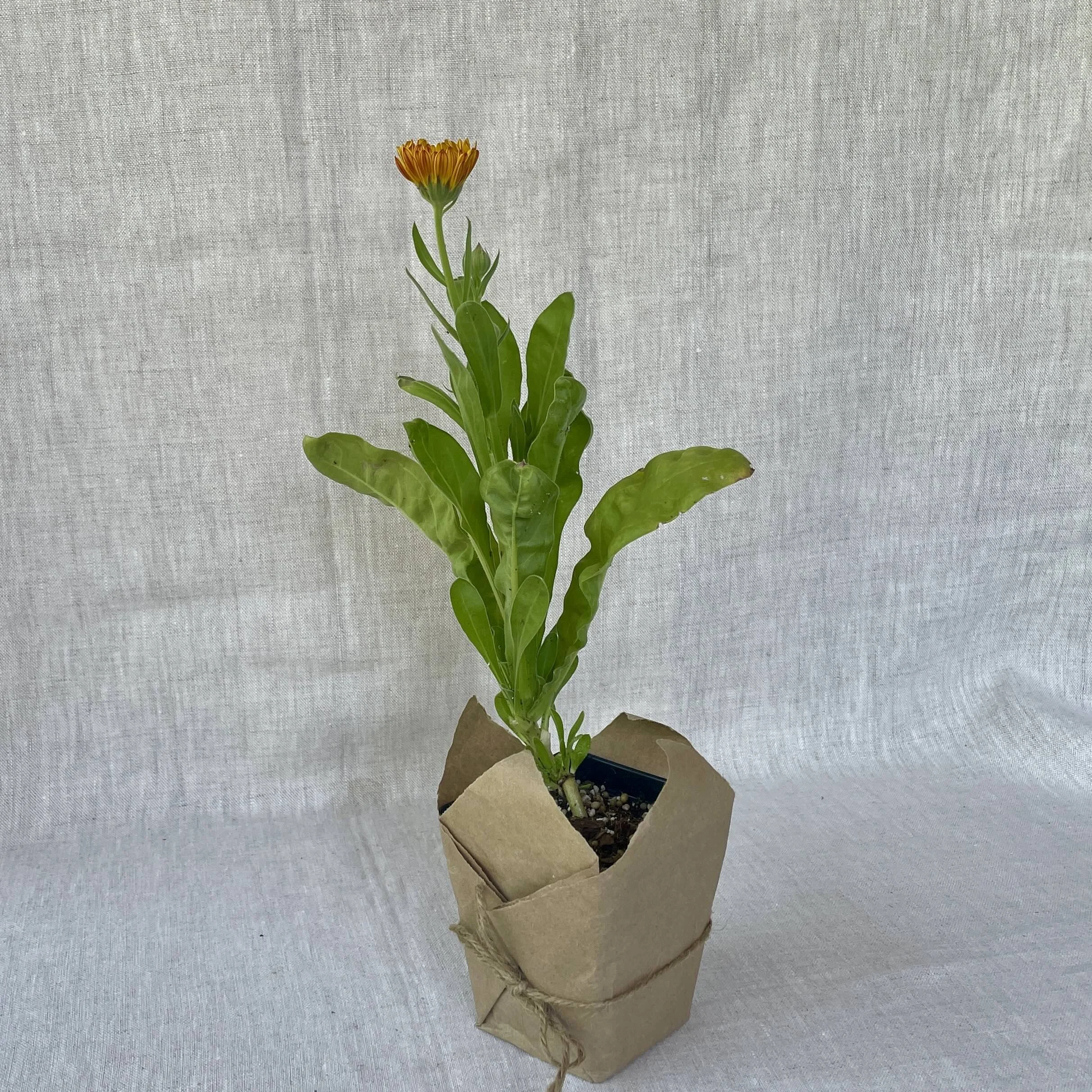 Calendula.jpeg