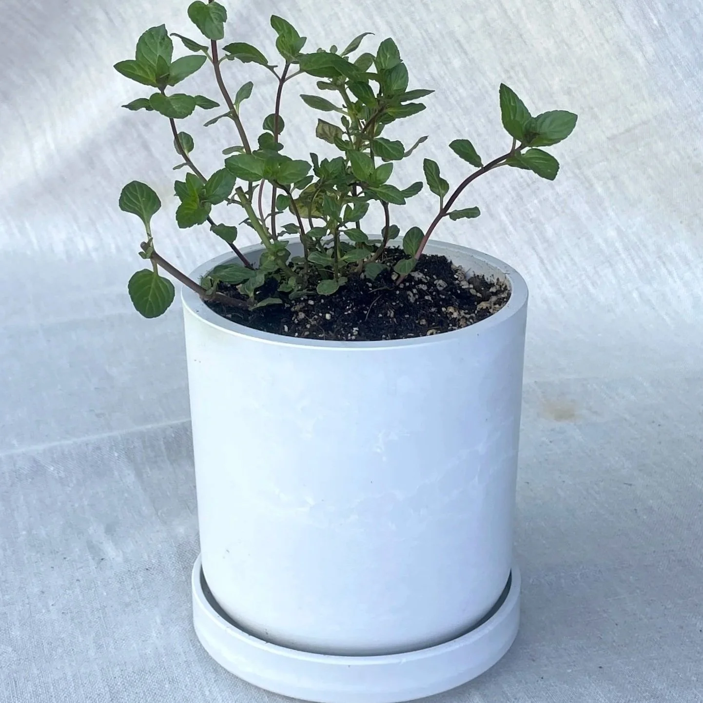 Chocolate-mint-white-pot.jpg