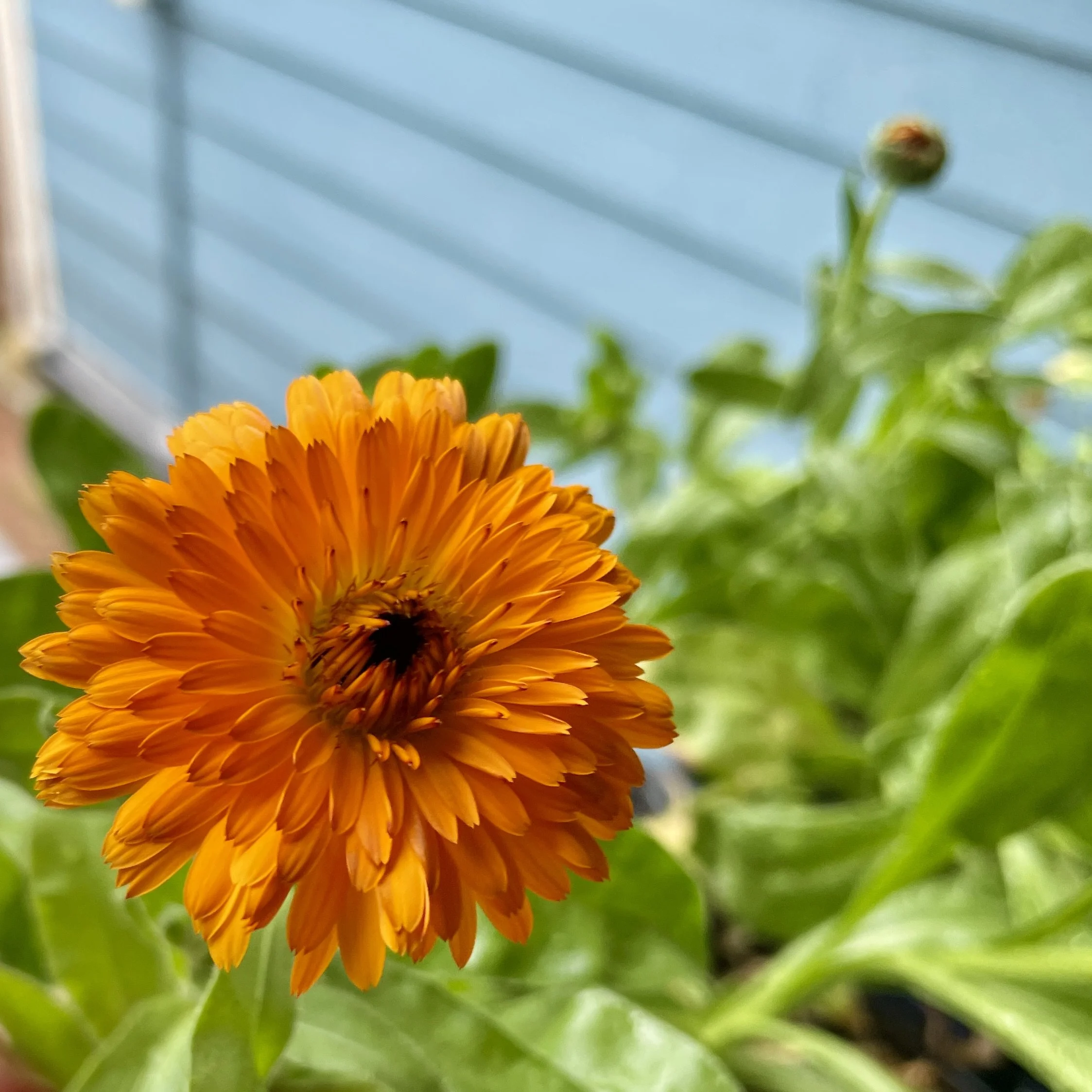 Calendula-flowers-2.jpeg