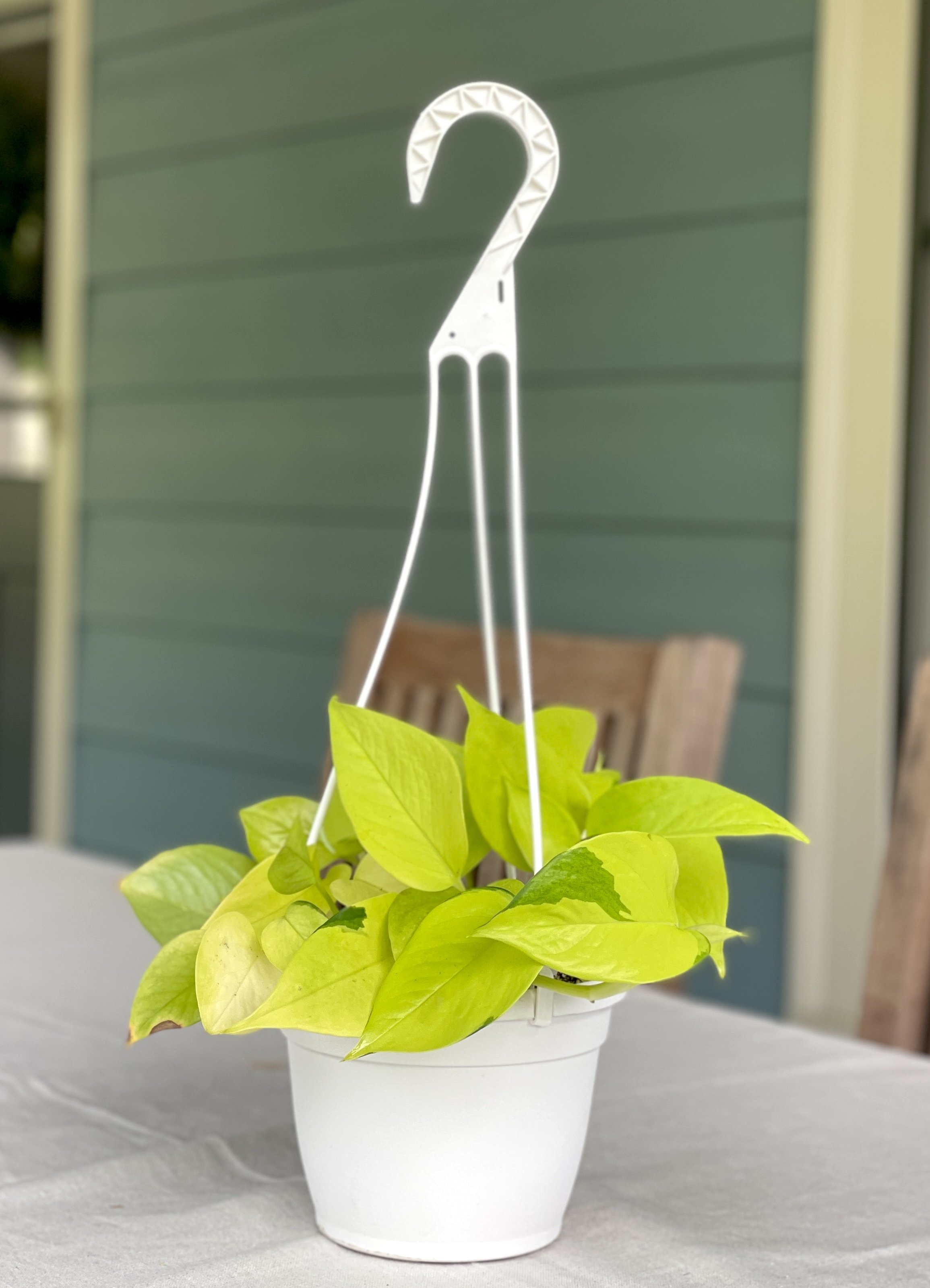 Neon-pothos-hanging-basket.jpeg