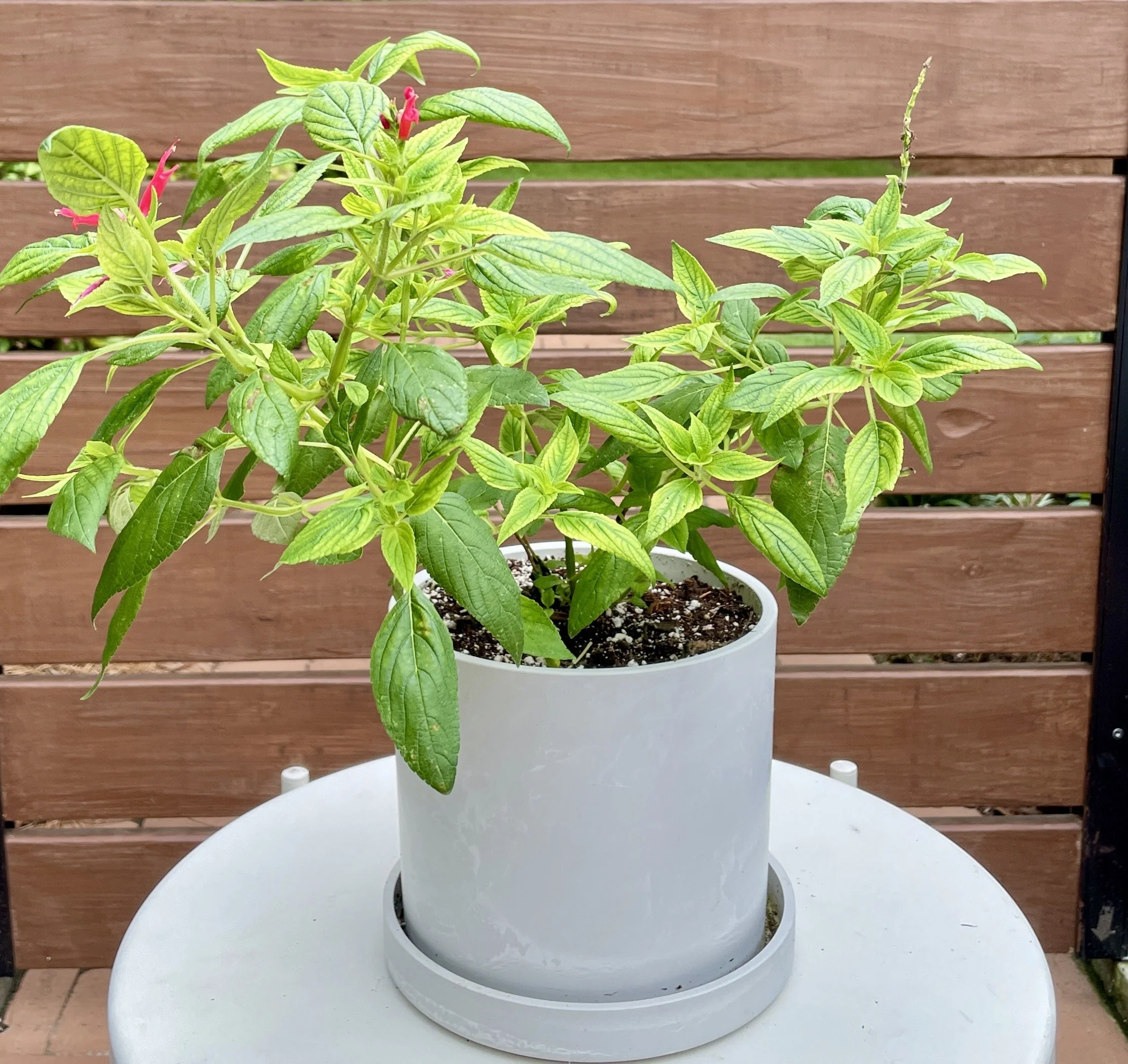 Pineapple Sage