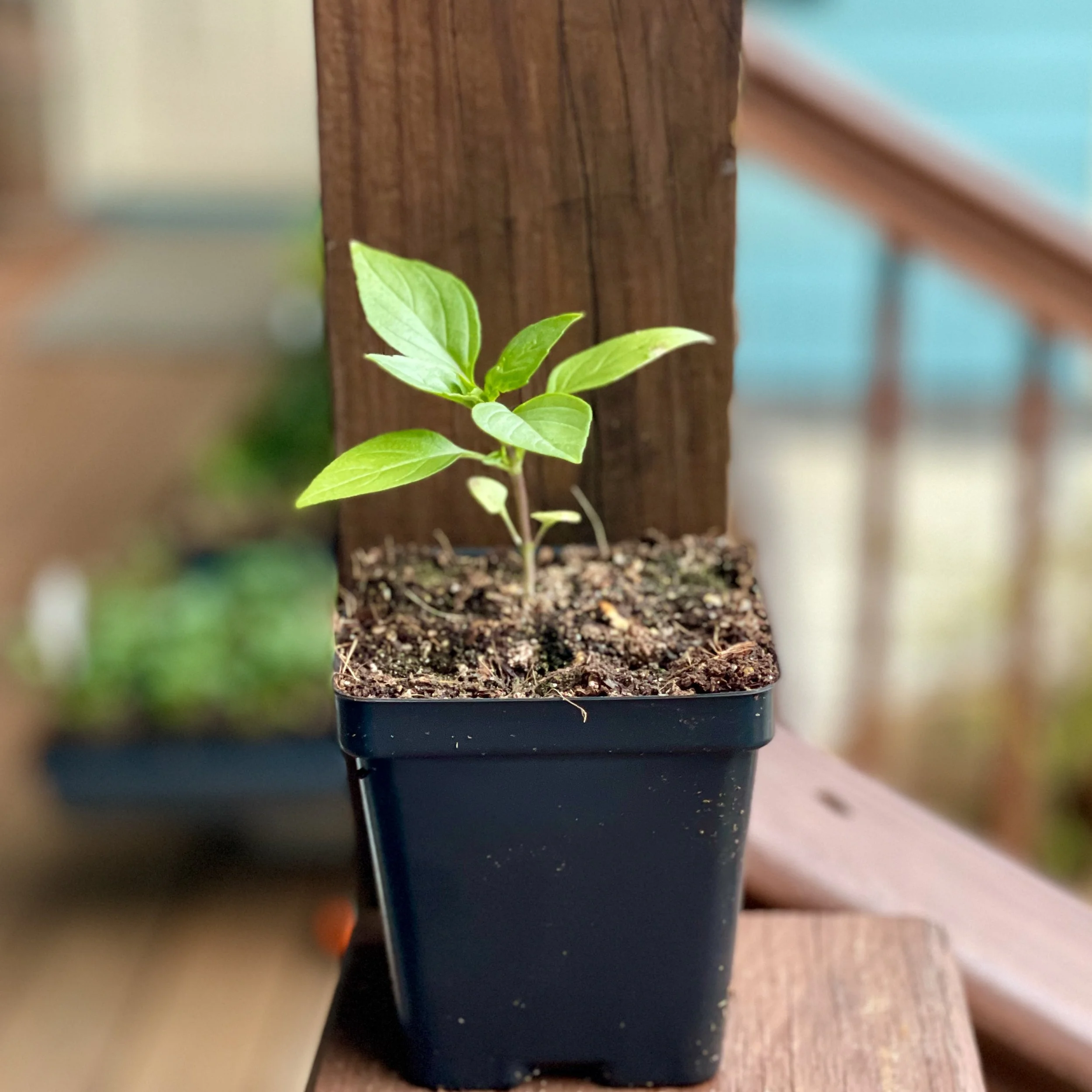 Thai Basil