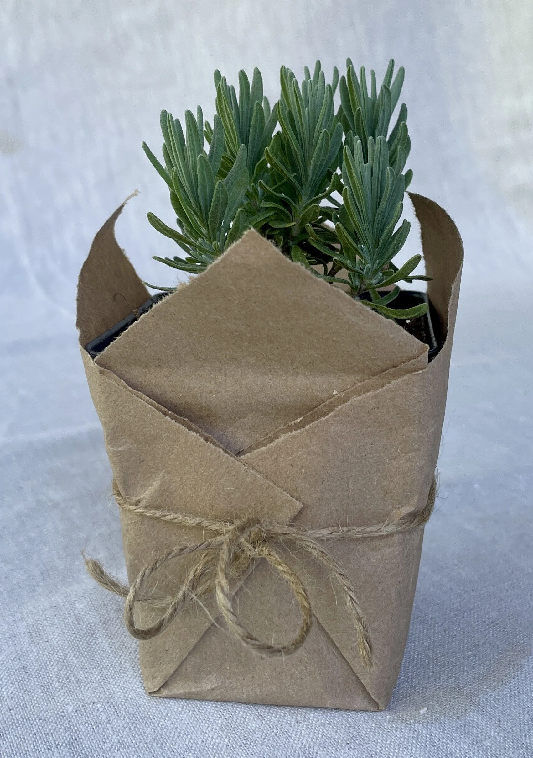 Lavender ‘Hidcote’