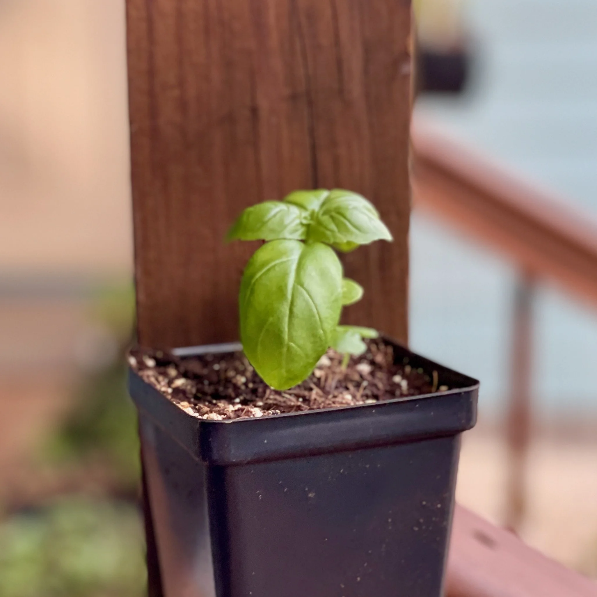 Genovese basil Baby.jpeg