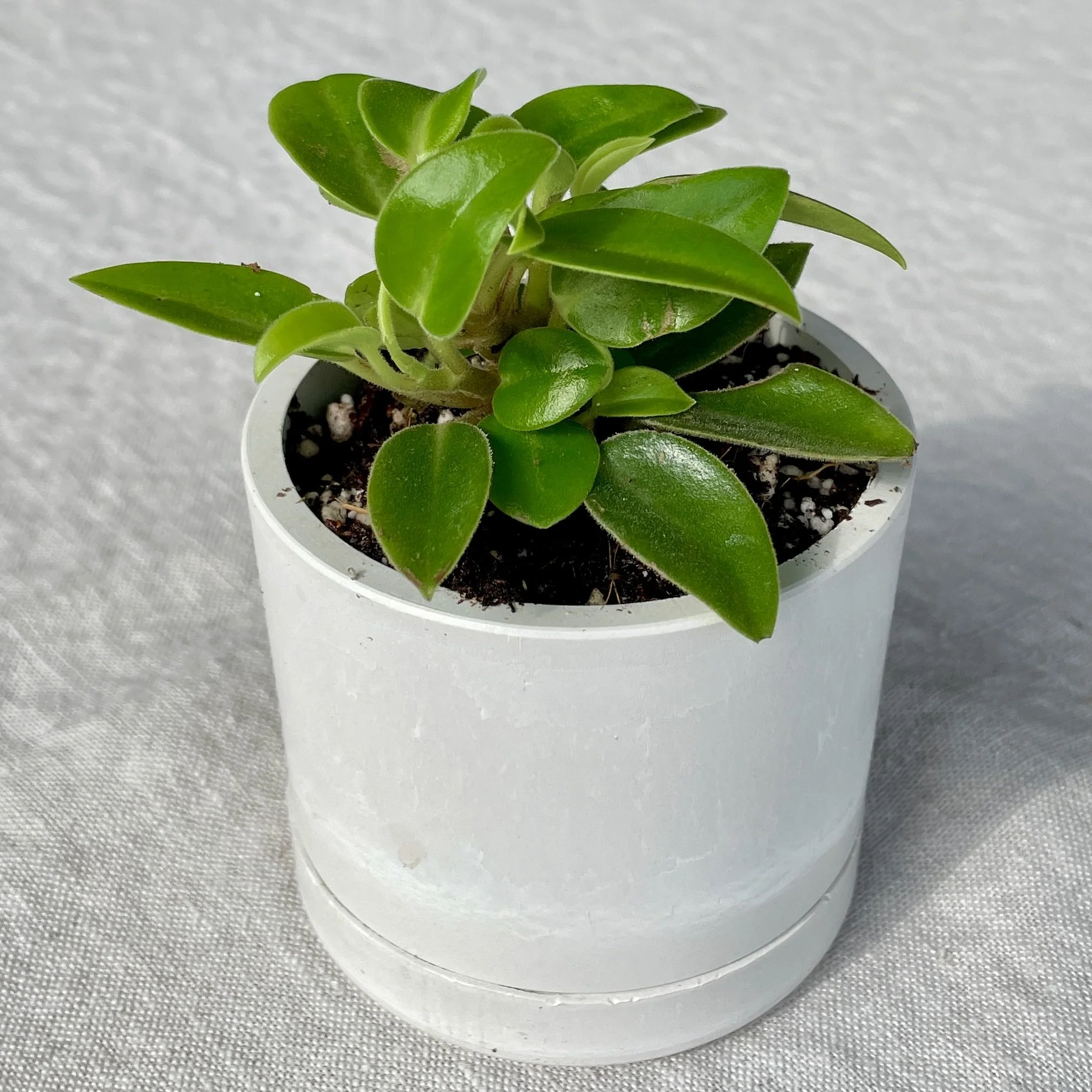 Peperomia Obtusifolia (Baby Rubber Plant)