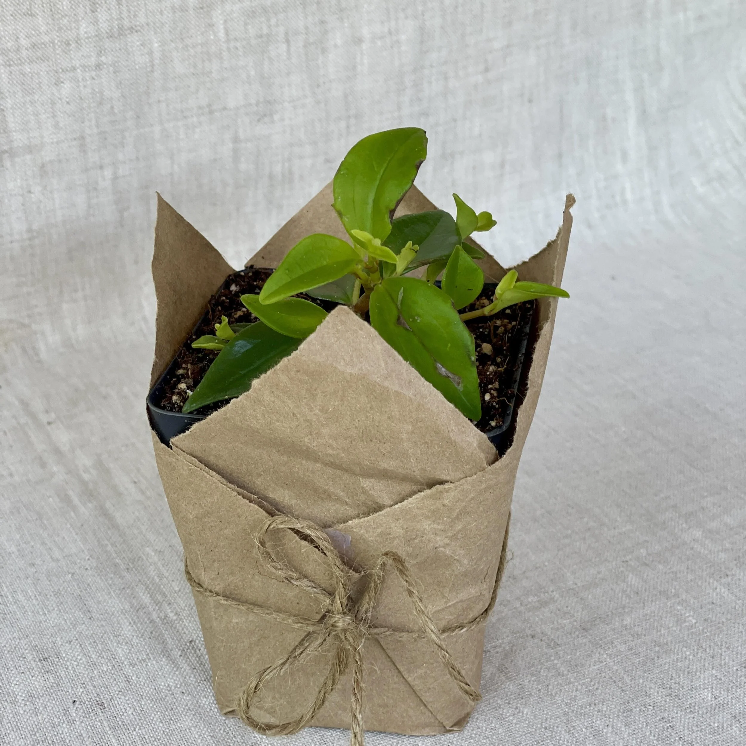 Peperomia-trinervula.jpeg