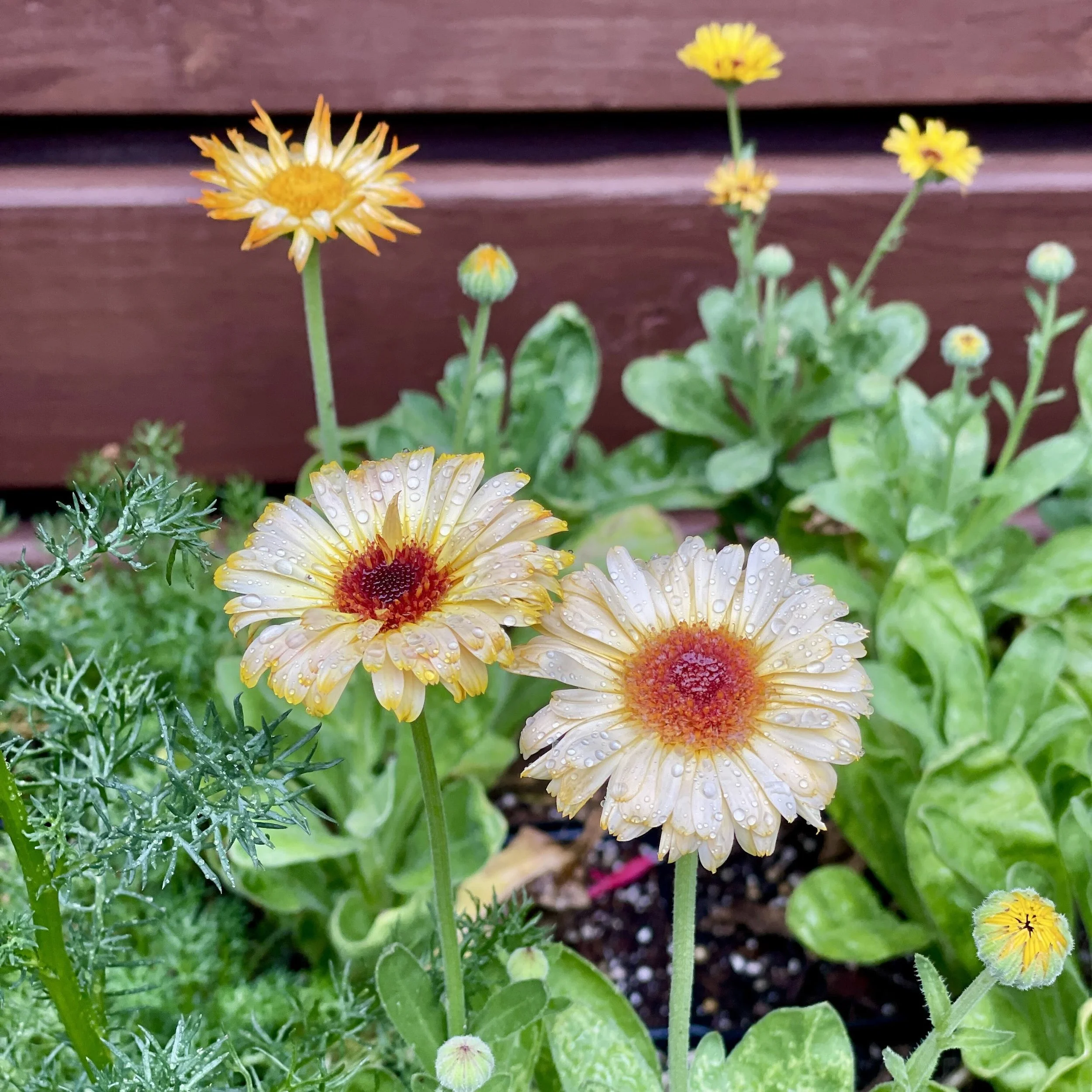 Calendula