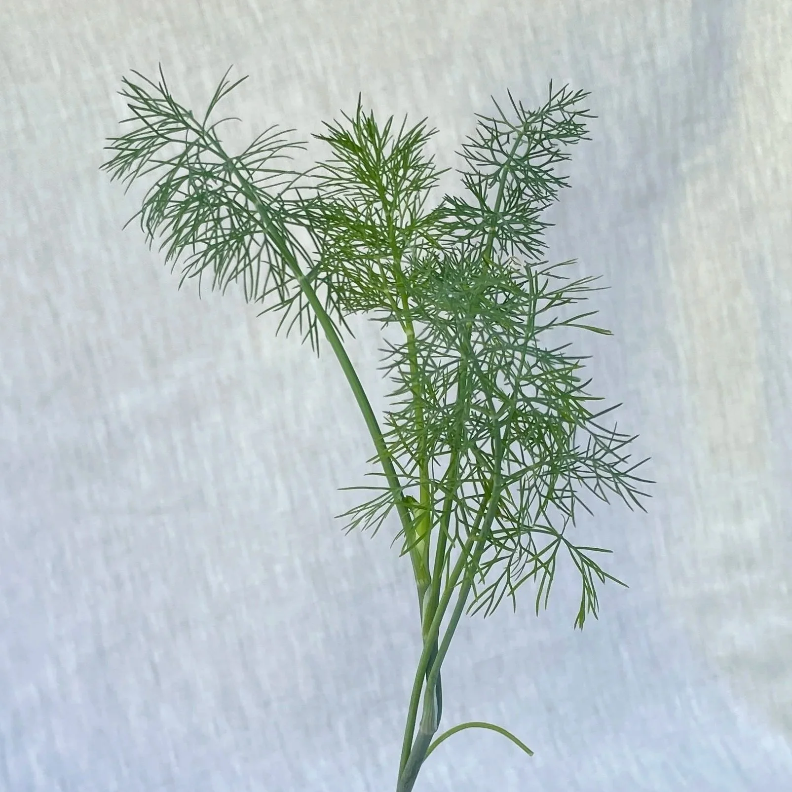 Fernleaf-Dill.jpg