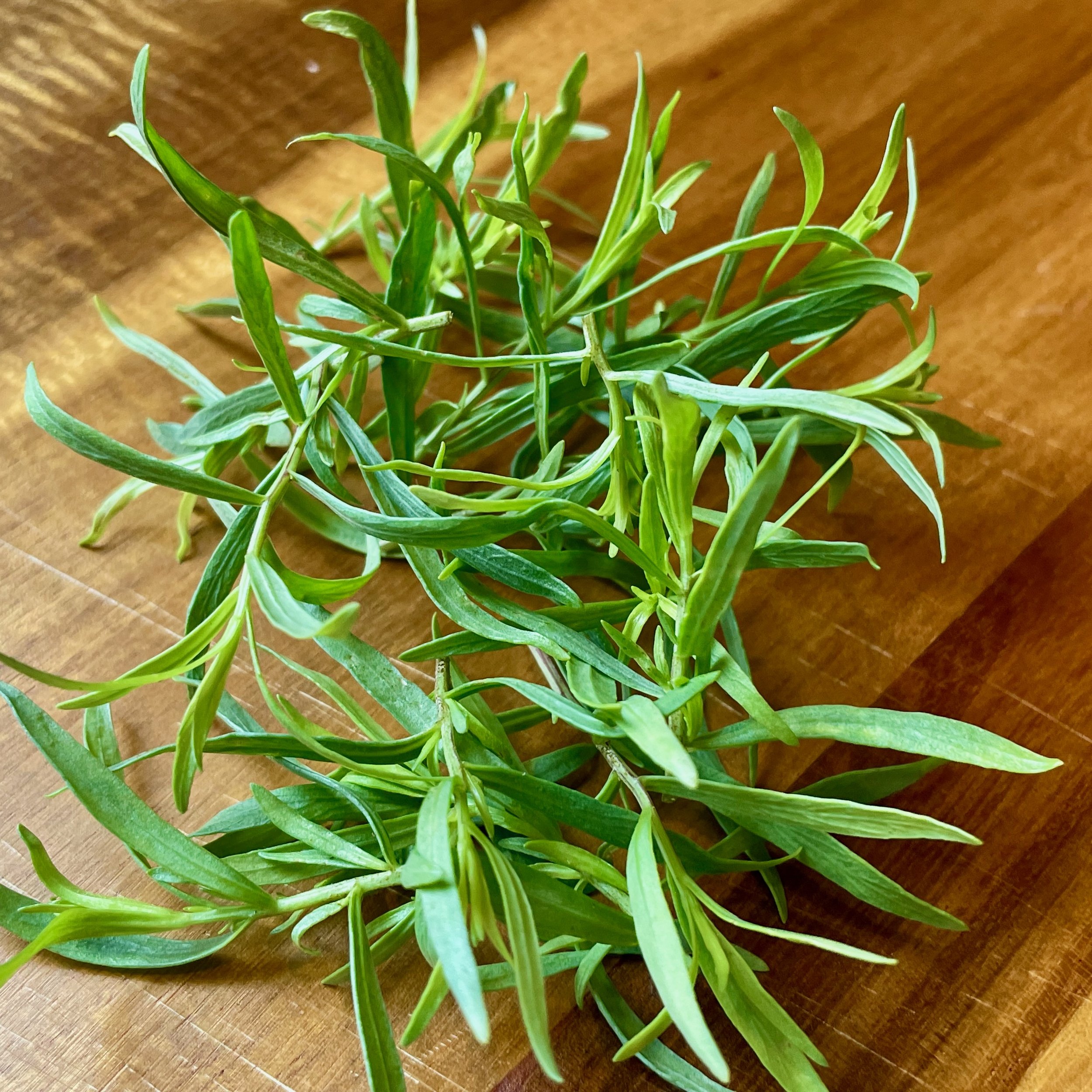 French Tarragon Harvest.jpeg