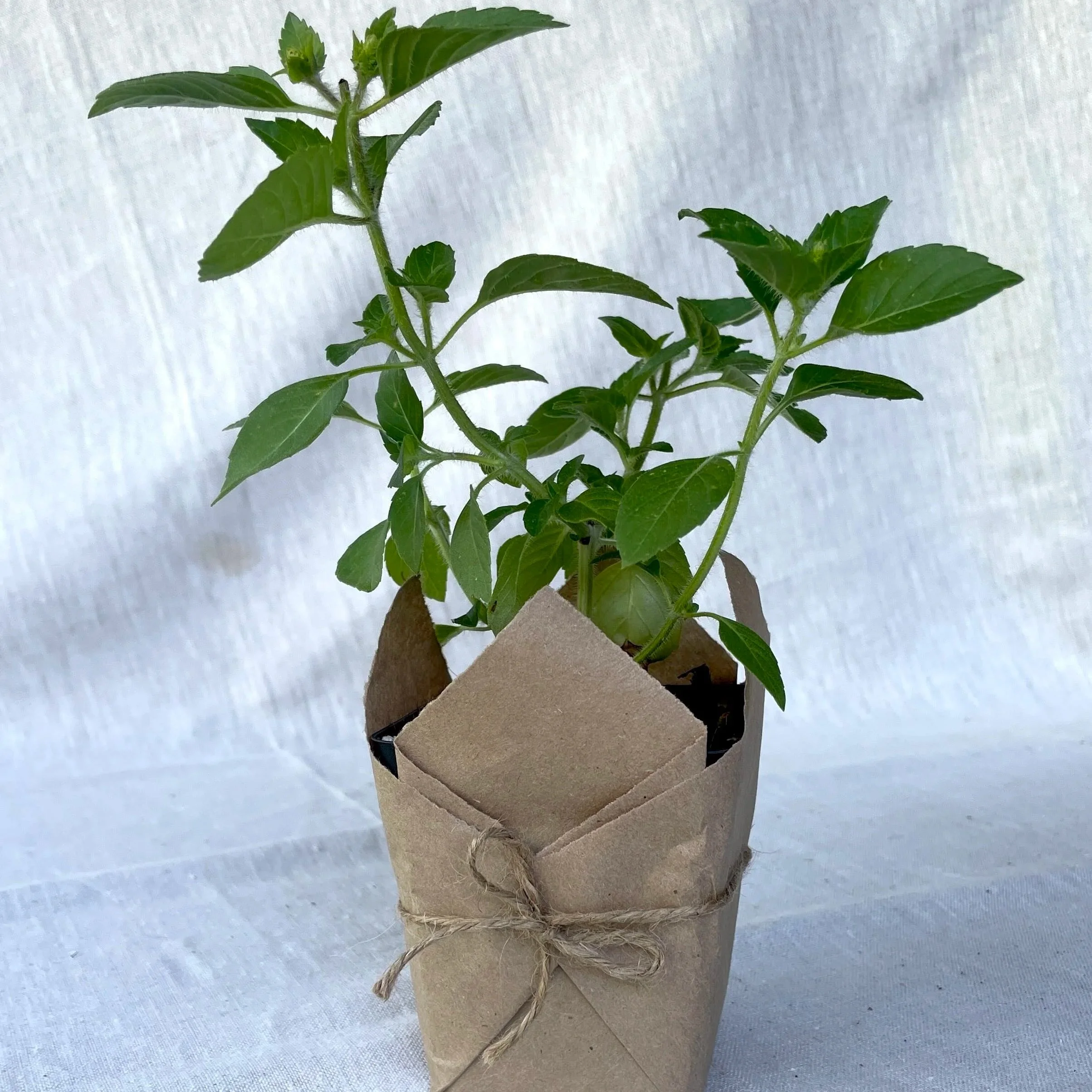 Holy-Basil-Tulsi.jpg
