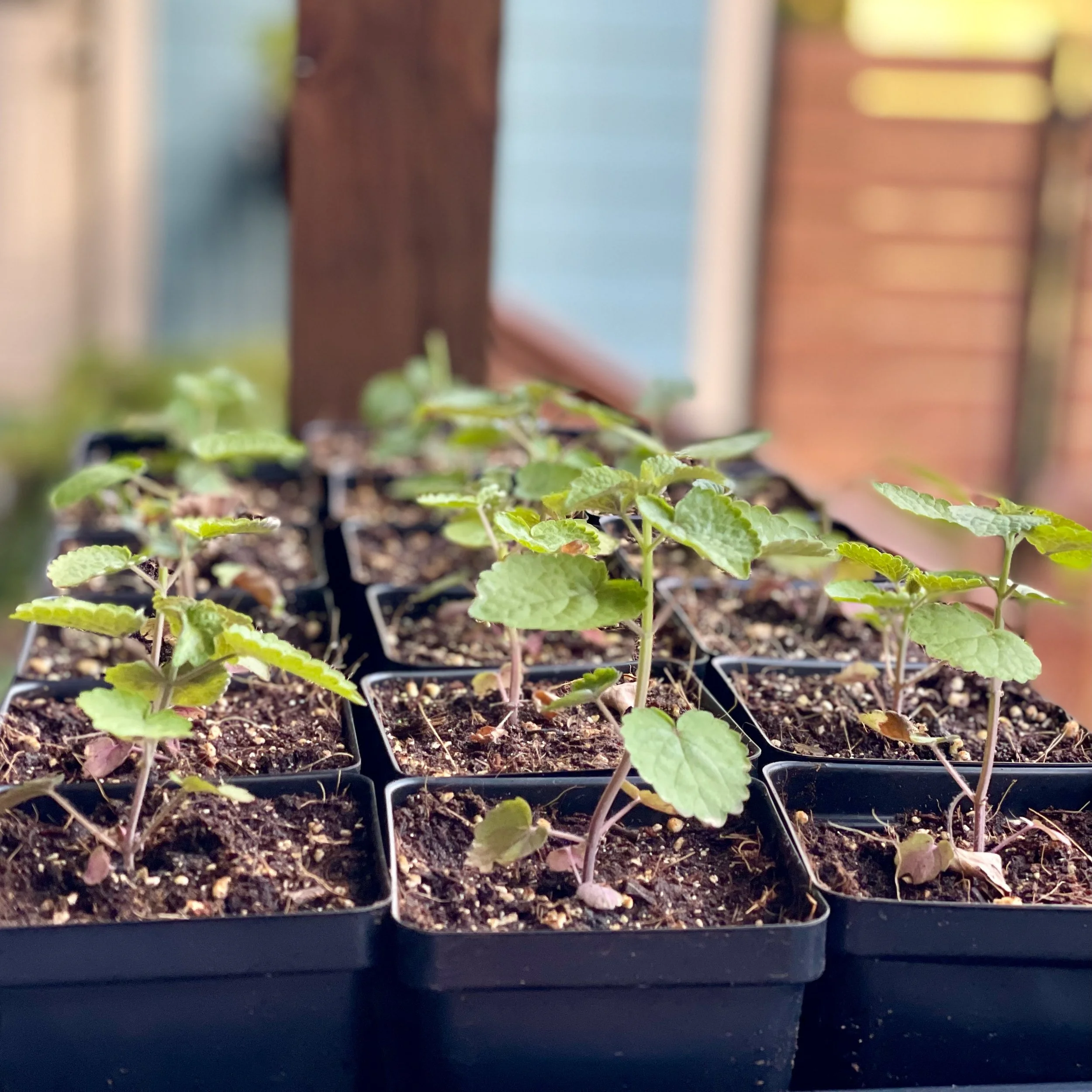 Anise Hyssop Tray.jpeg