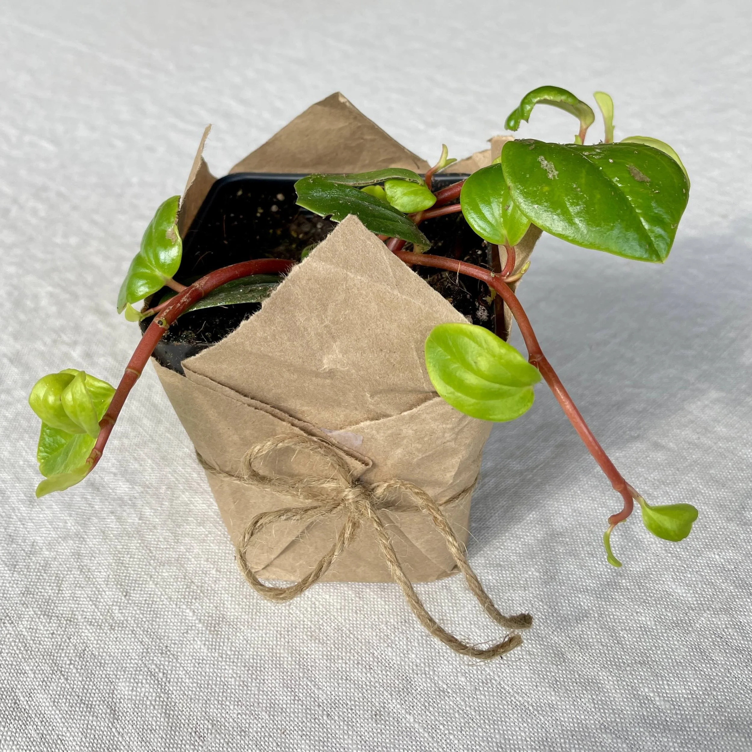 Peperomia Glabella