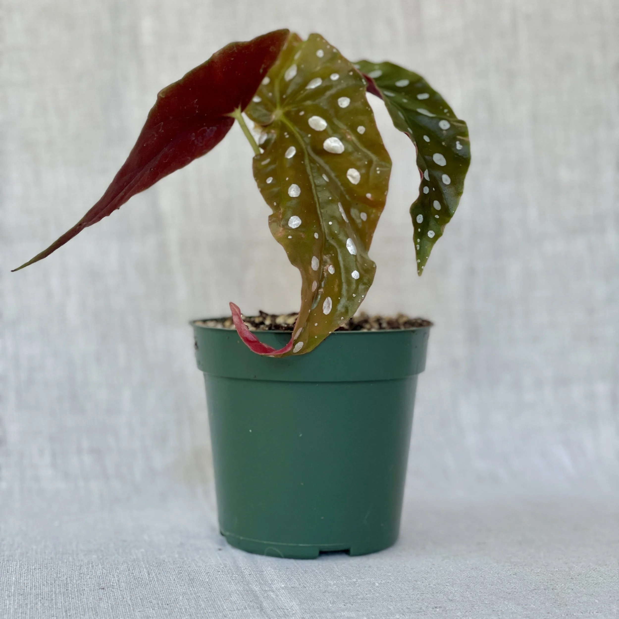 Begonia Maculata 'White Angel Wing'