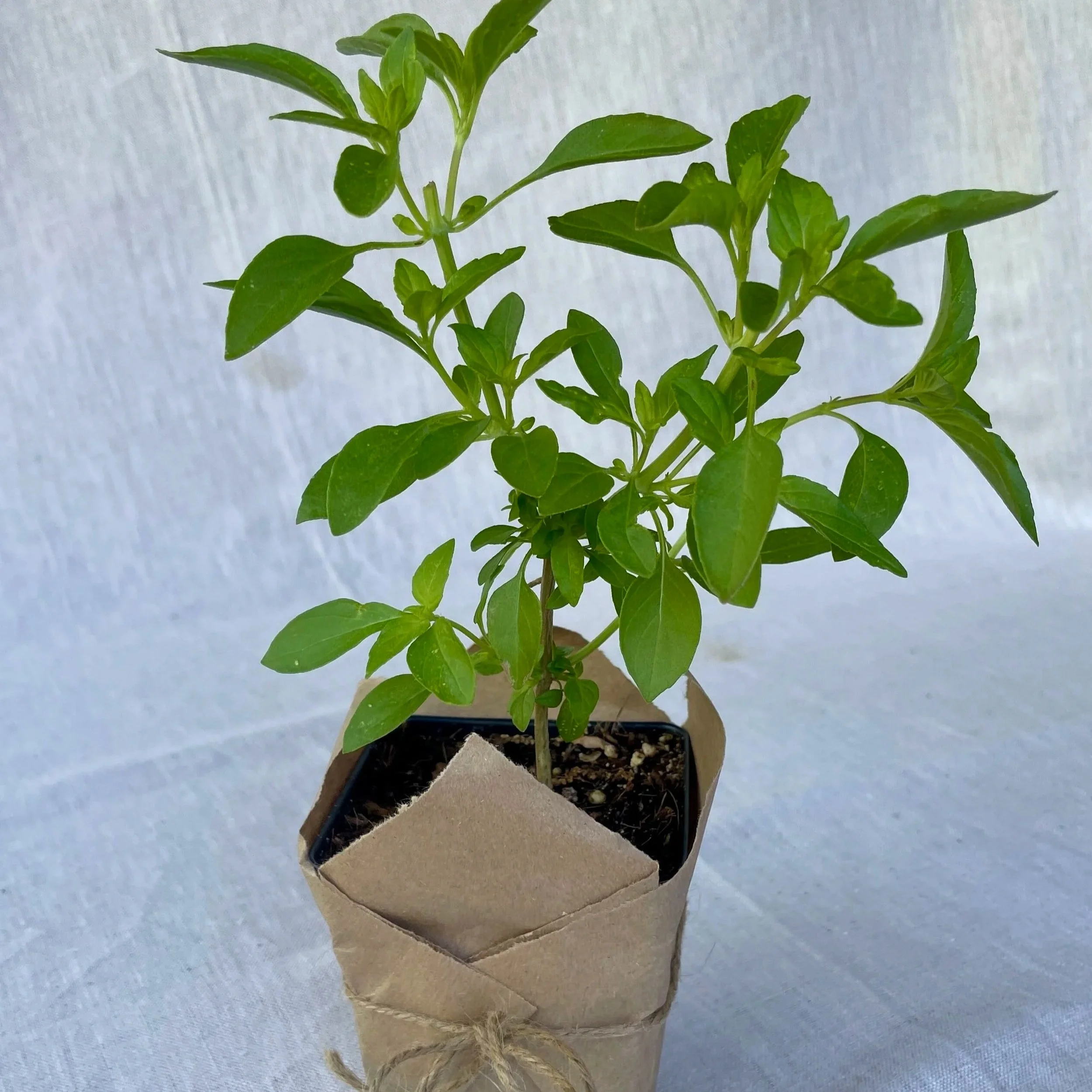 Lemon-Basil.jpg