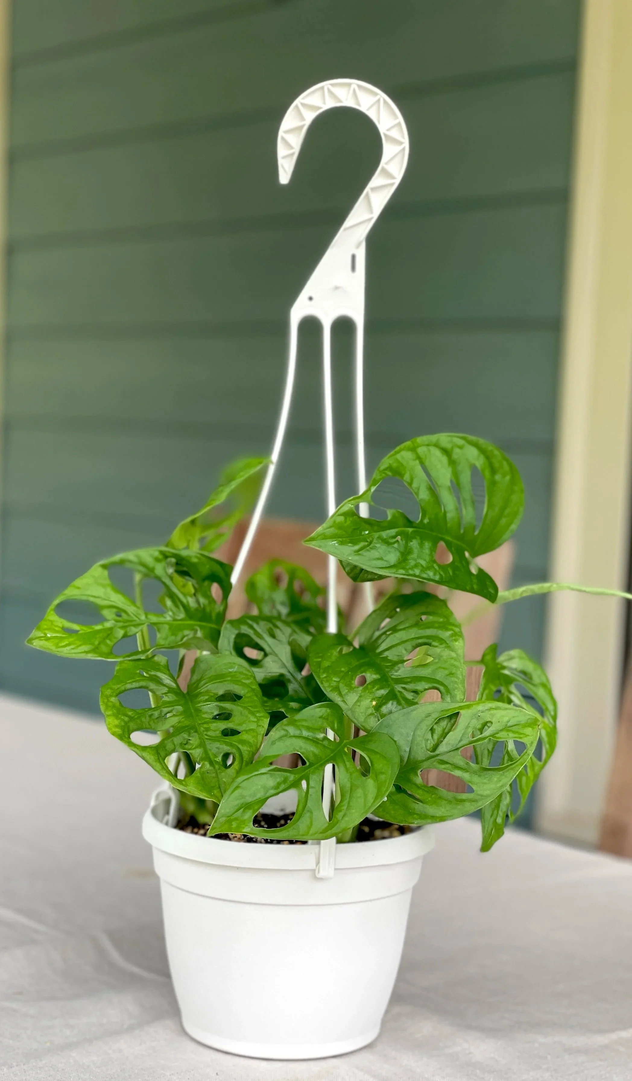 Monstera-adansonii-hanging-basket.jpg