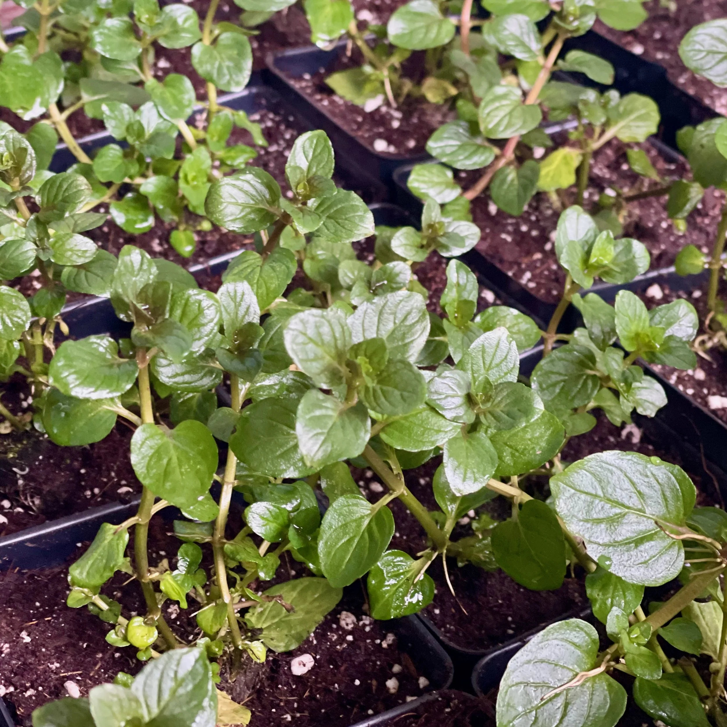 Chocolate Mint Tray.jpeg