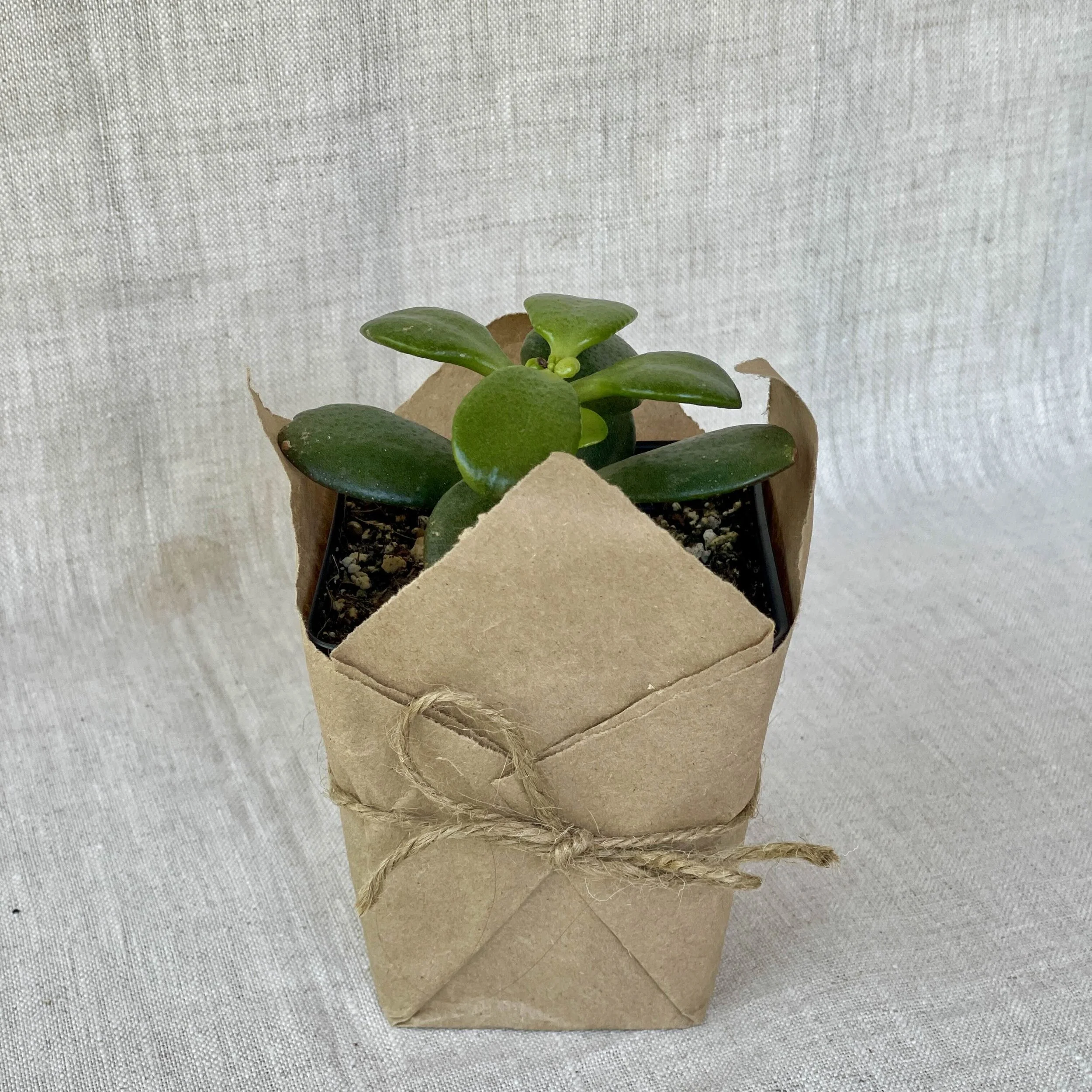 Jade (Dwarf)