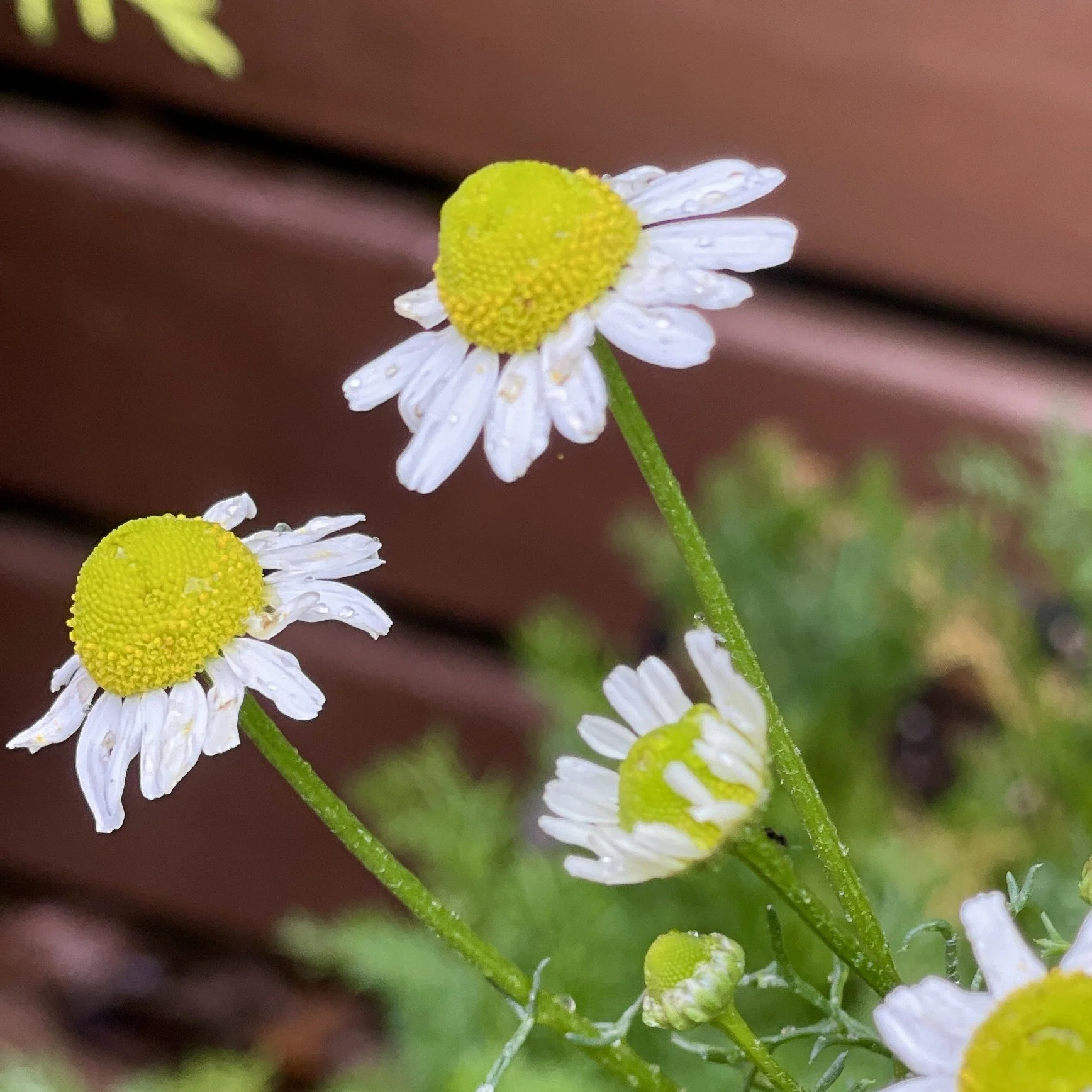 Chamomile-flowers.jpeg