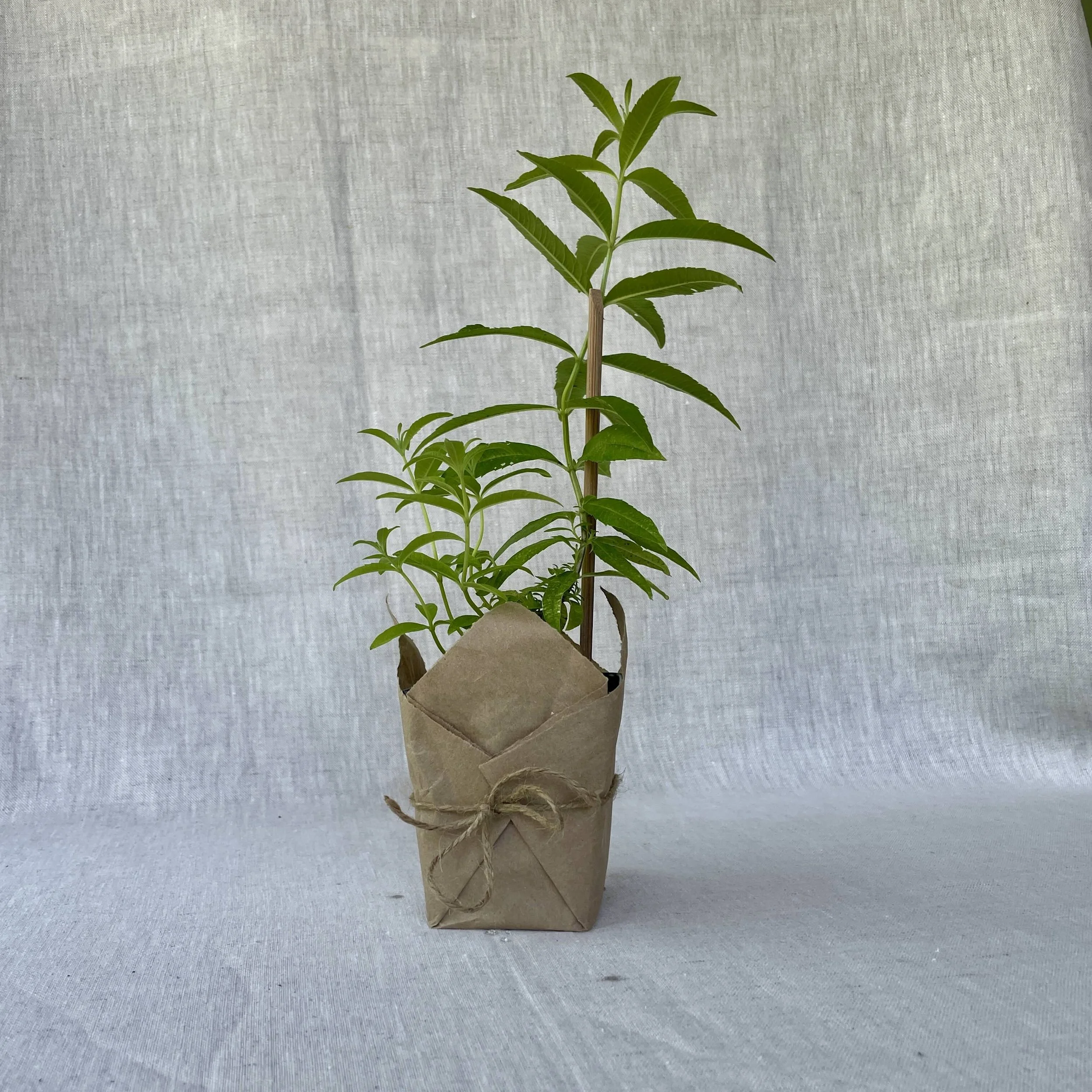 Lemon Verbena