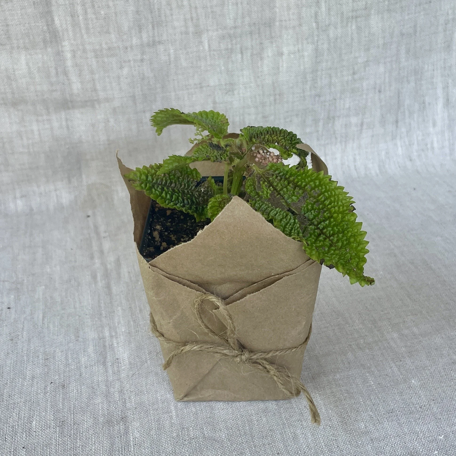 Pilea Moon Valley