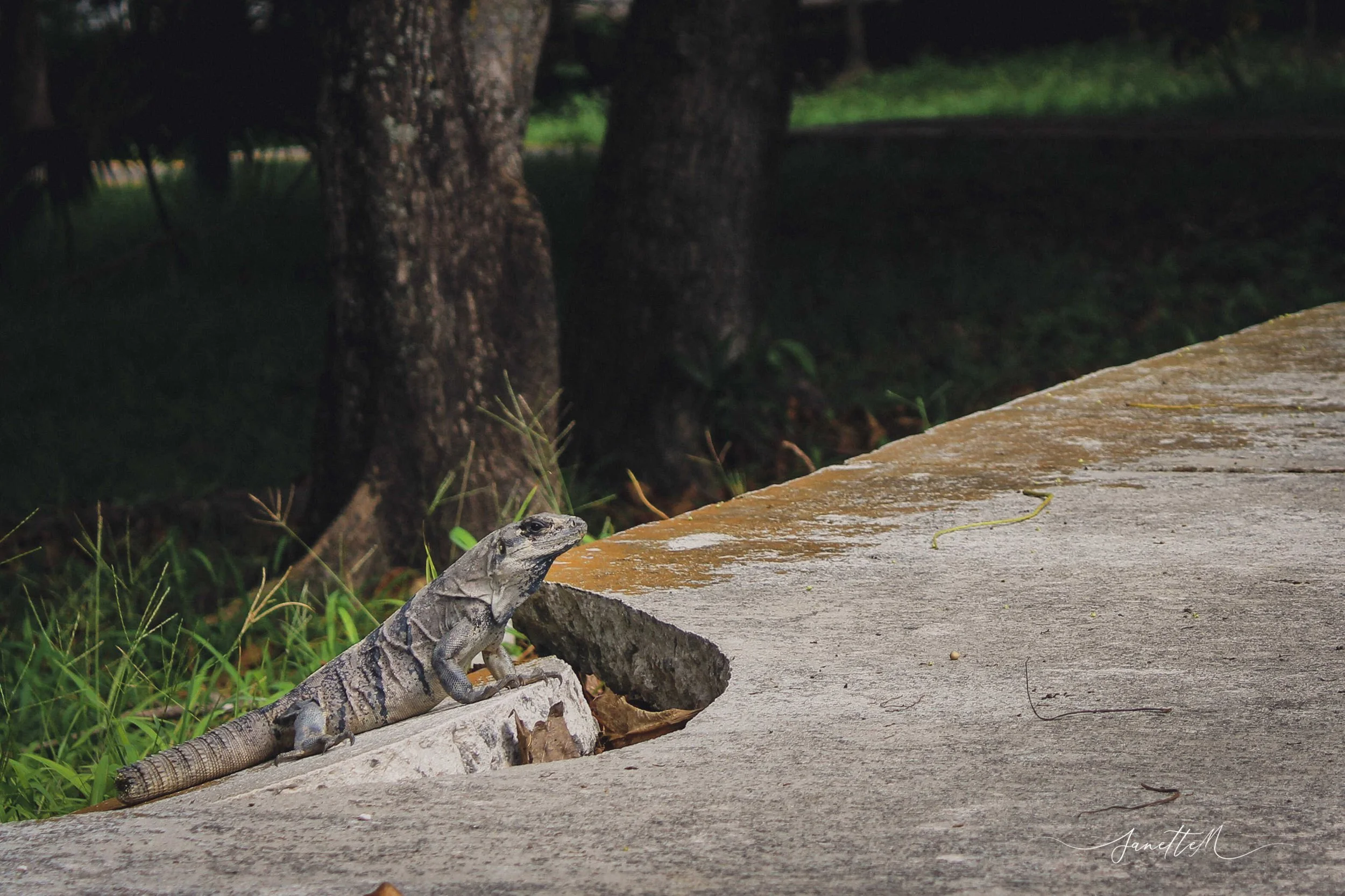 Lagarto gris sentado en un borde de concreto, con árboles y césped verde en el fondo.