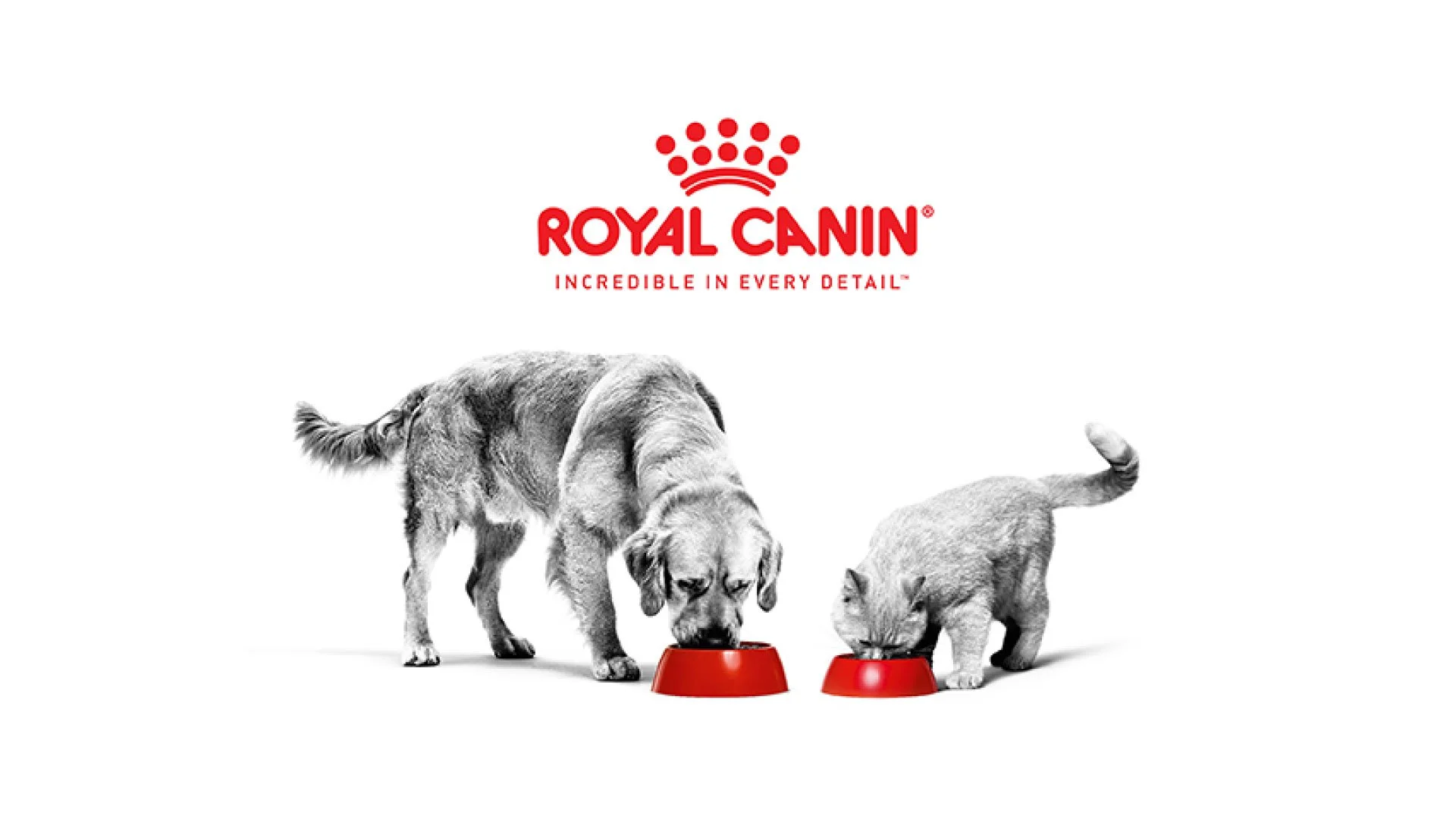 RoyalCaninSM_08_Portada.jpg