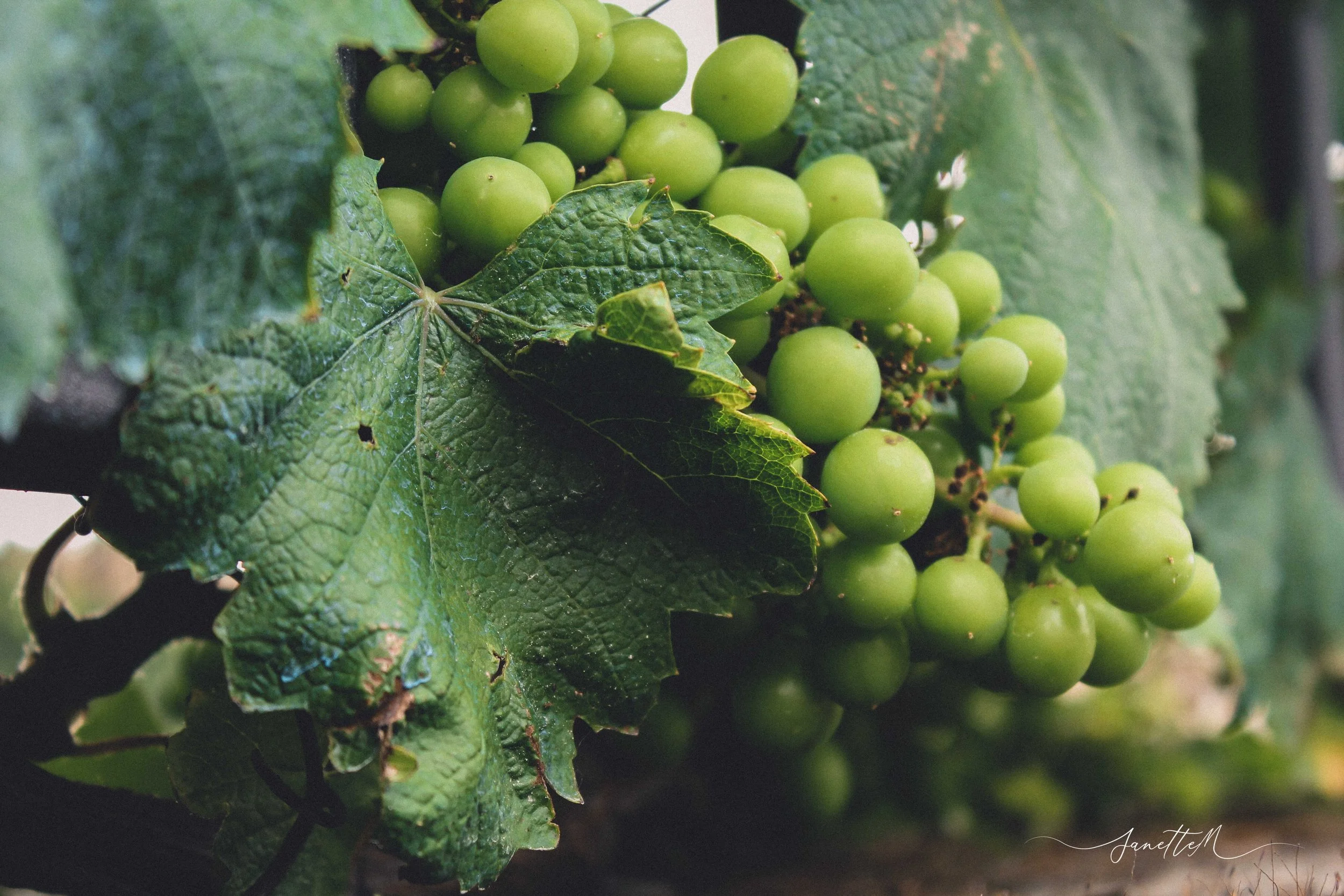 racimo de uvas verdes en una vid con hojas verdes