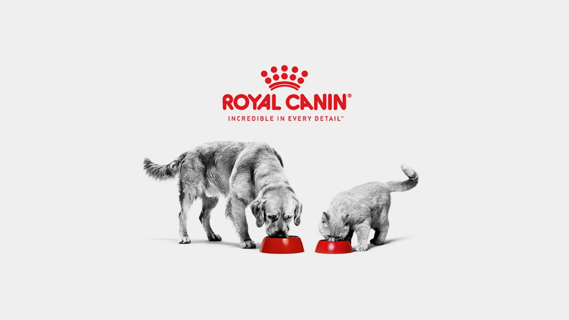Facebook Ads - Royal Canin