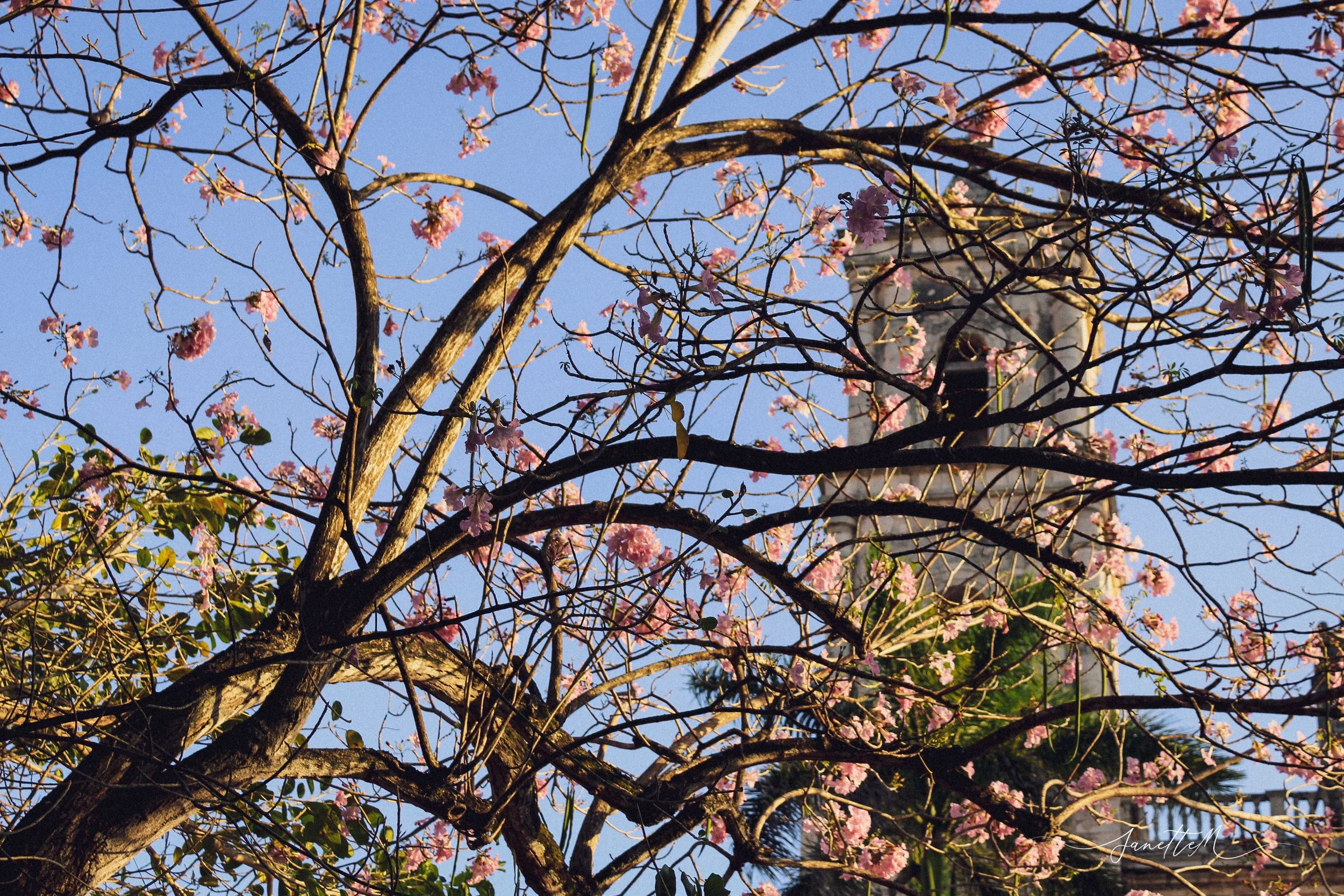 Árbol con ramas sin hojas y flores rosadas, fondo de cielo azul y torre con reloj.
