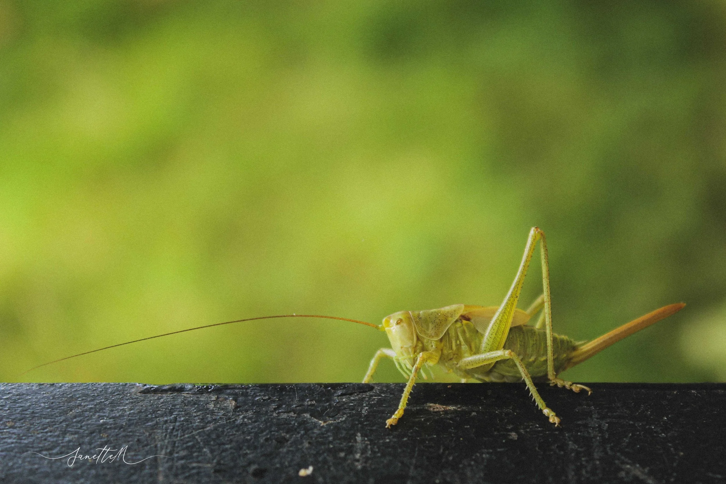 Cigarra verde sobre una superficie negra, con fondo borroso en tonos verdes.