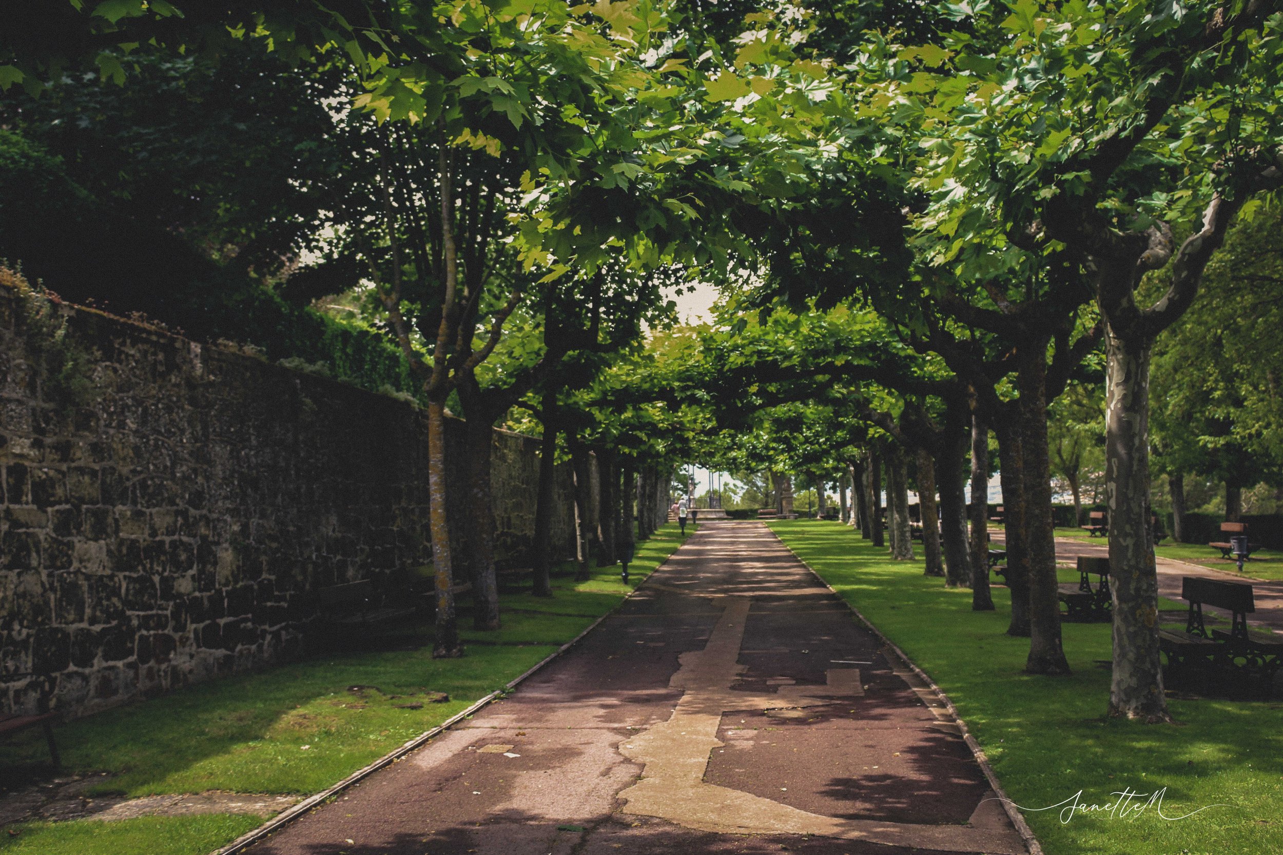 Camino en un parque con árboles a cada lado y bancos de madera, sombra de los árboles cubre el camino, felpa verde a los lados y muro de piedra a la izquierda.