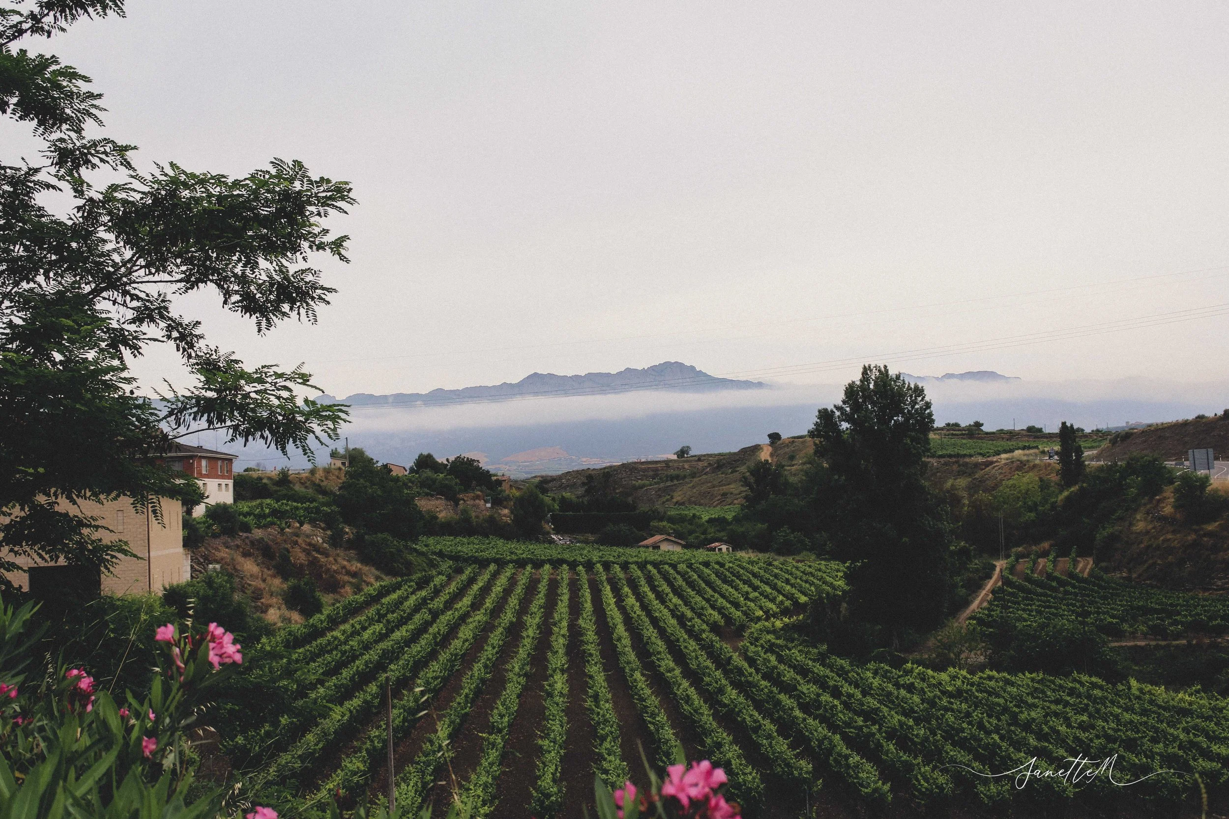 Campos de cultivo verdes en un valle, con árboles dispersos y montañas en la distancia bajo un cielo nublado.