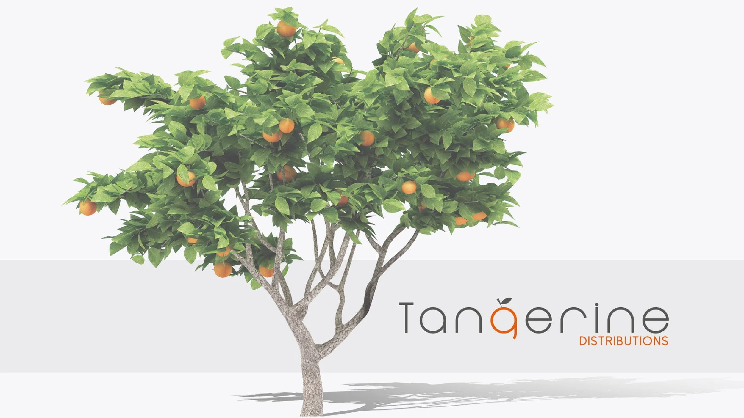 TangerineDist2018_01_Intro.jpg