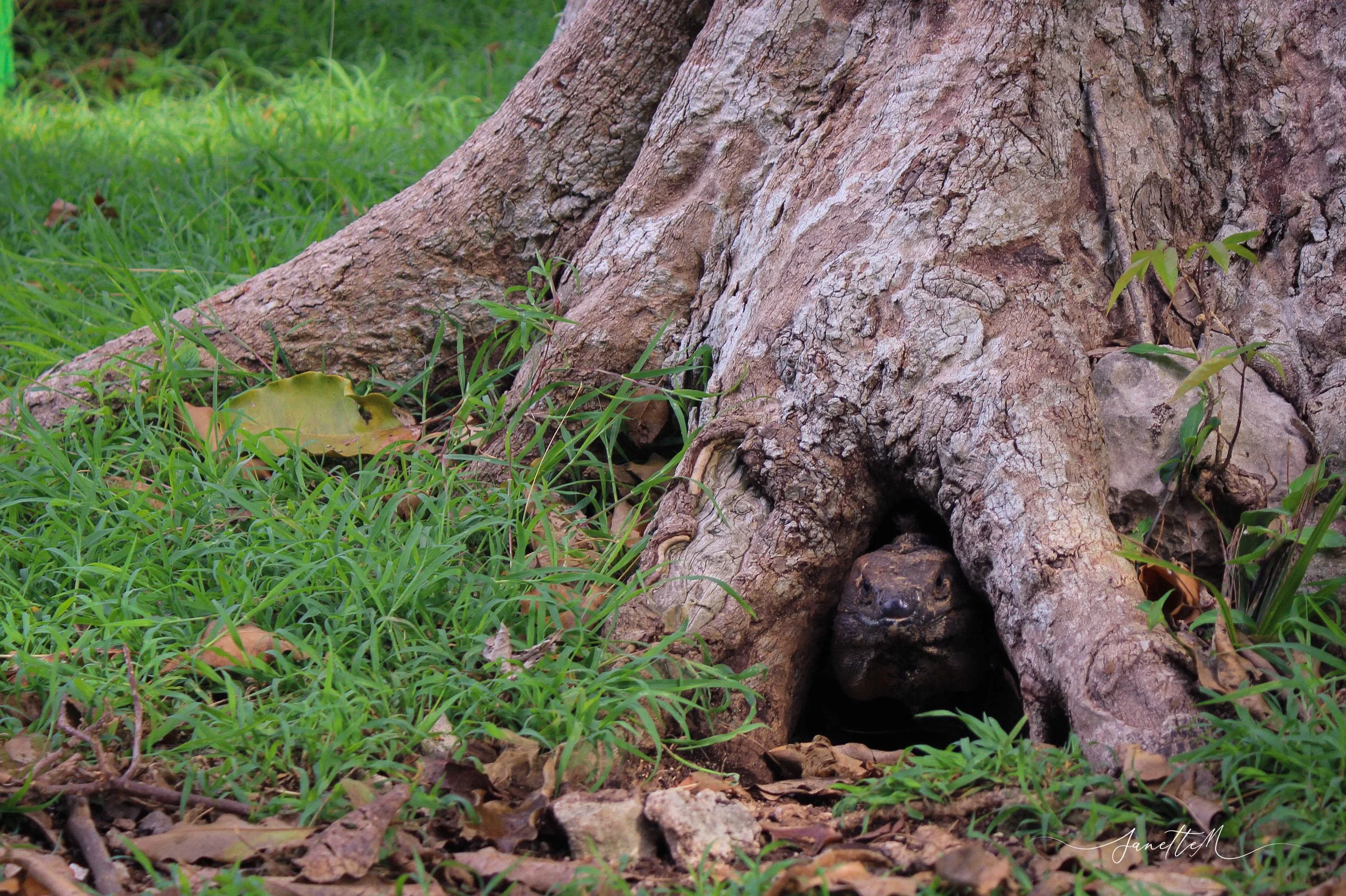Una tortuga escondida debajo de un árbol con raíces expuestas y rodeada de hierba verde.