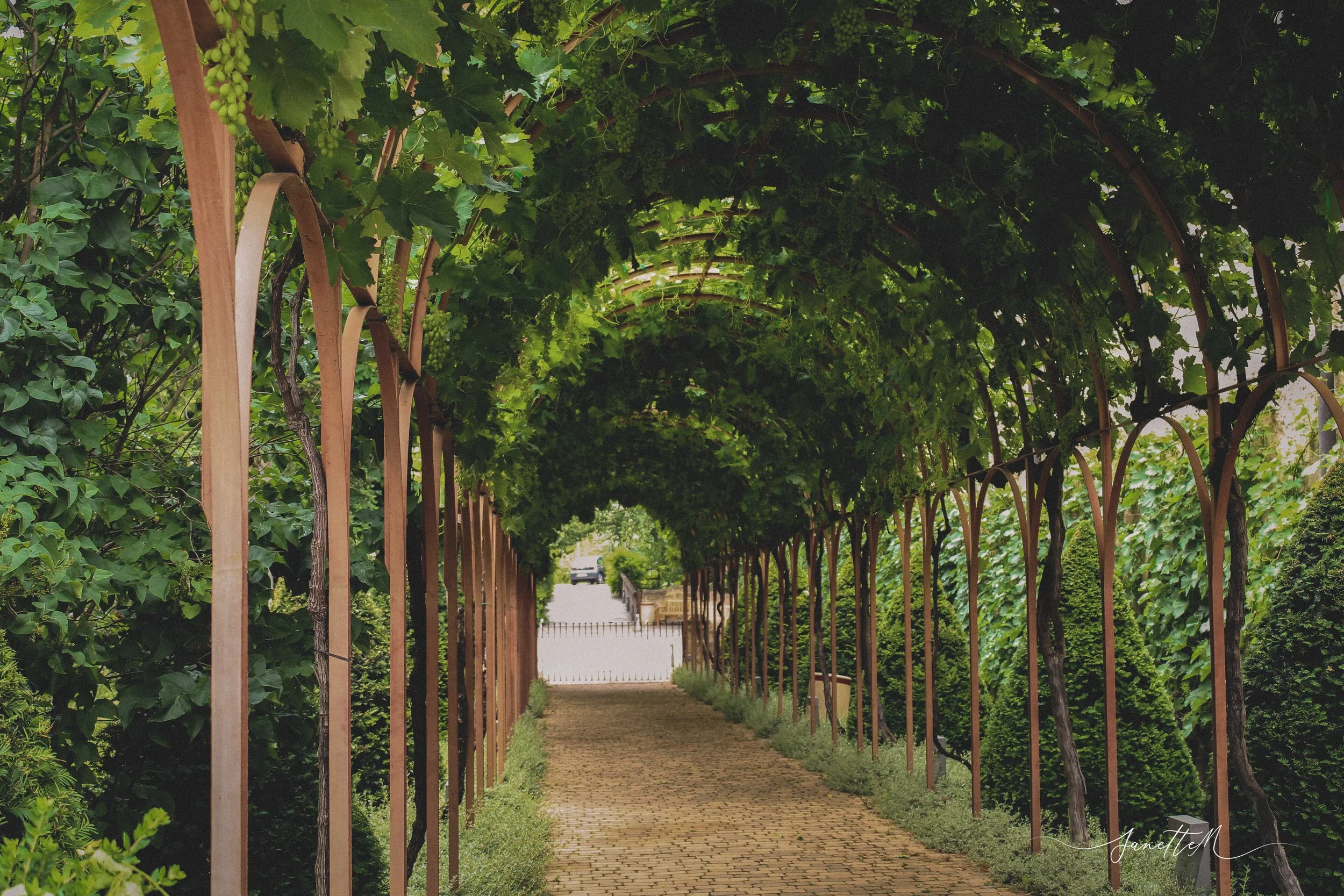 Pasillo cubierto con enrejado de madera y enredaderas verdes formando un arco, con camino de ladrillos y vegetación a los lados