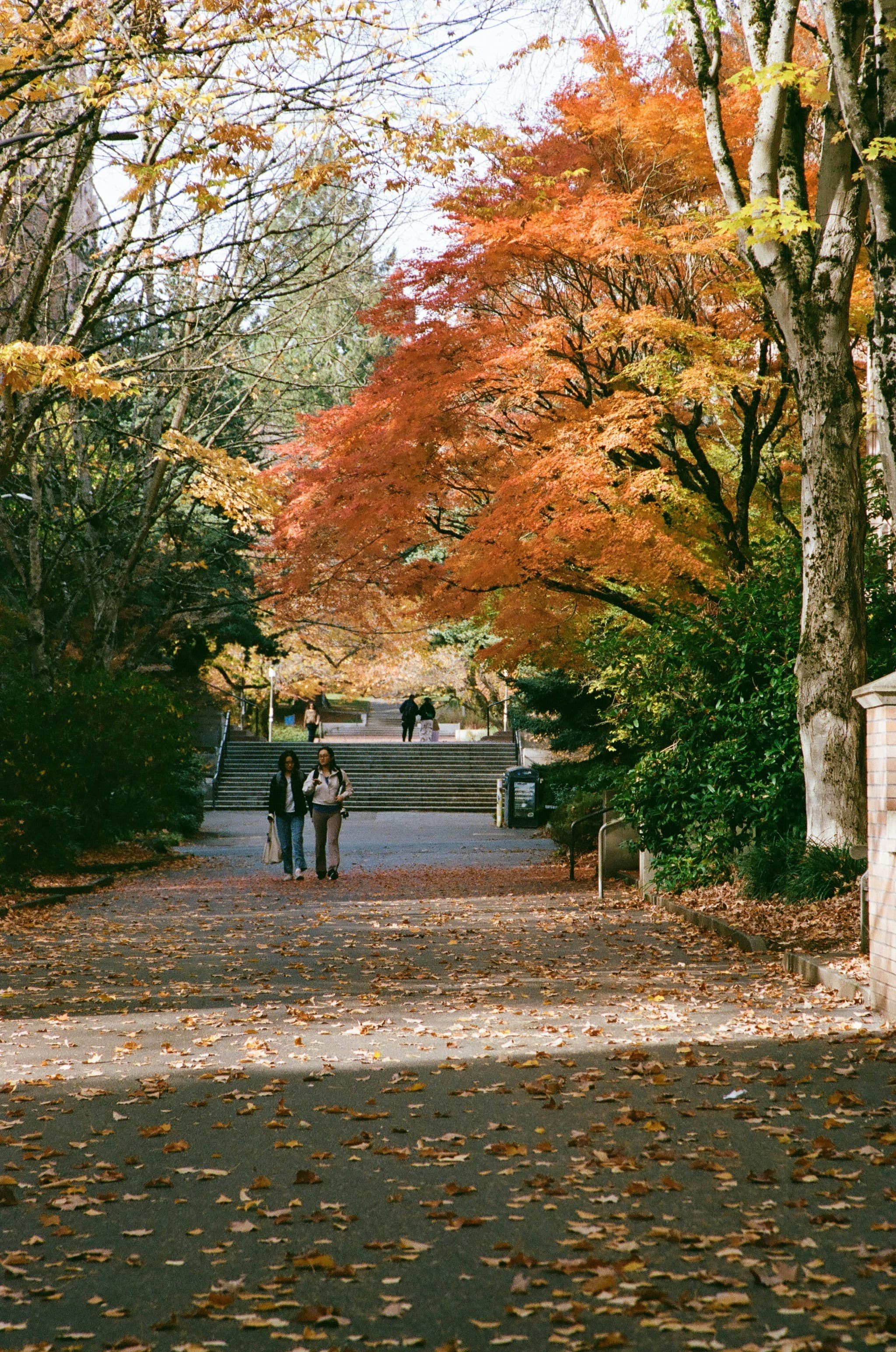 students walking down path in fall