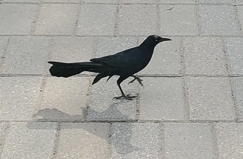 Blackbird spotted during Qingming. By Teressa, all the way from Texas, US.