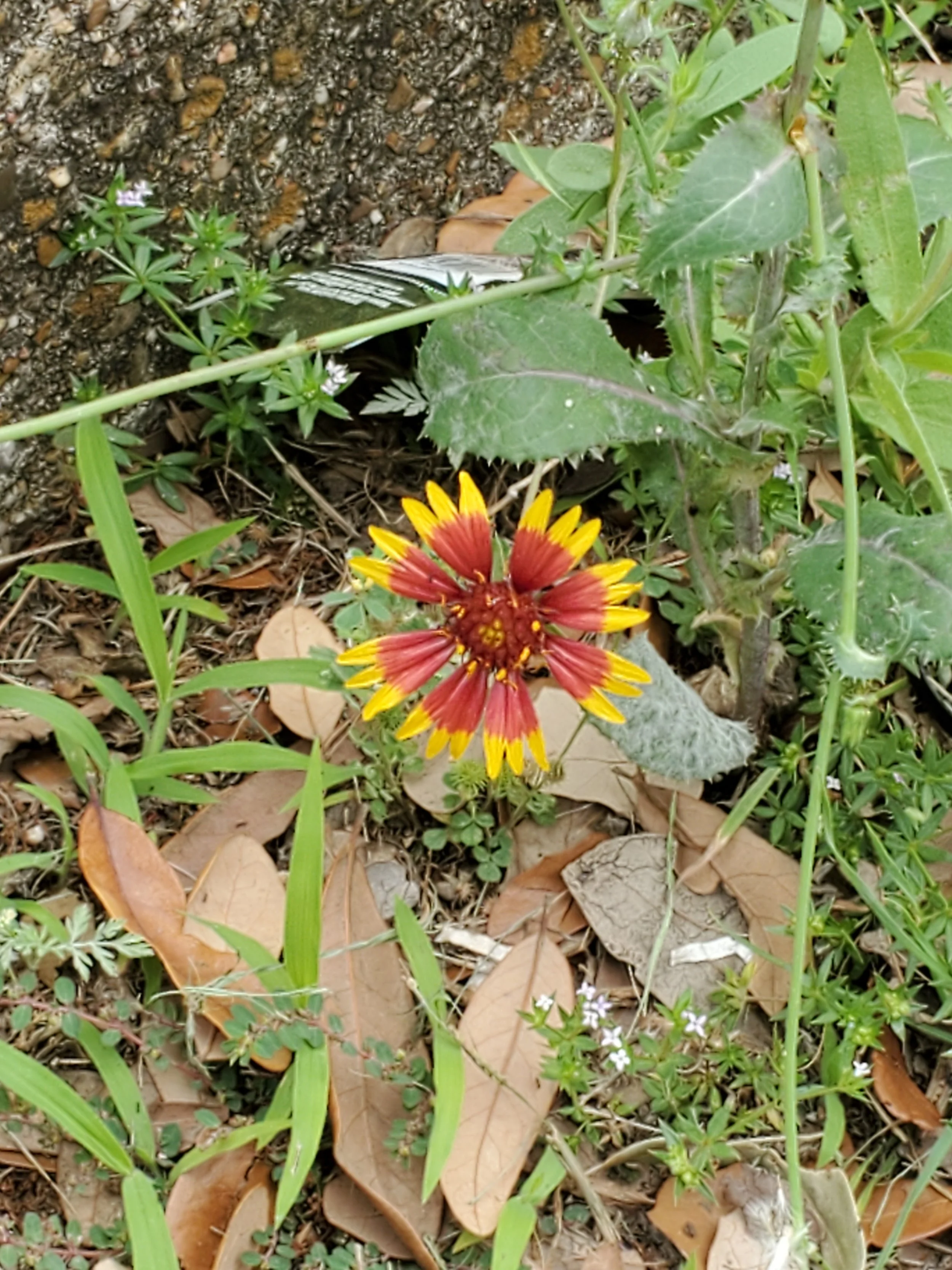 Blooming flower at the Beginning of Summer. By Teressa.