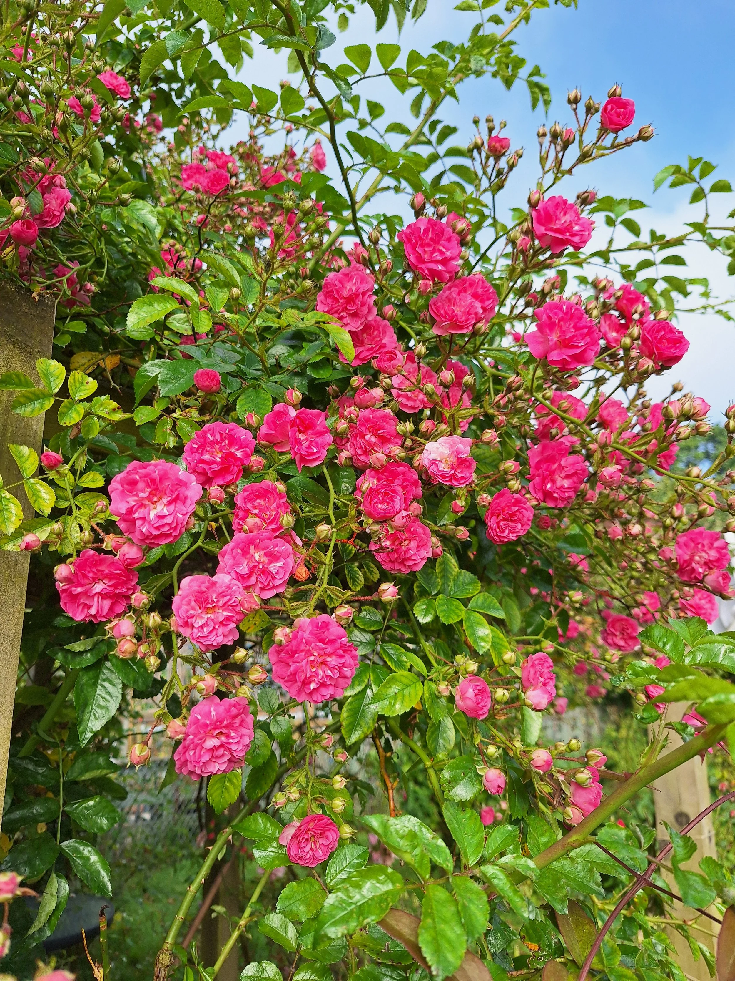 The flowers of Summer Solstice. (cont.) Albertine rambling over the pergola.