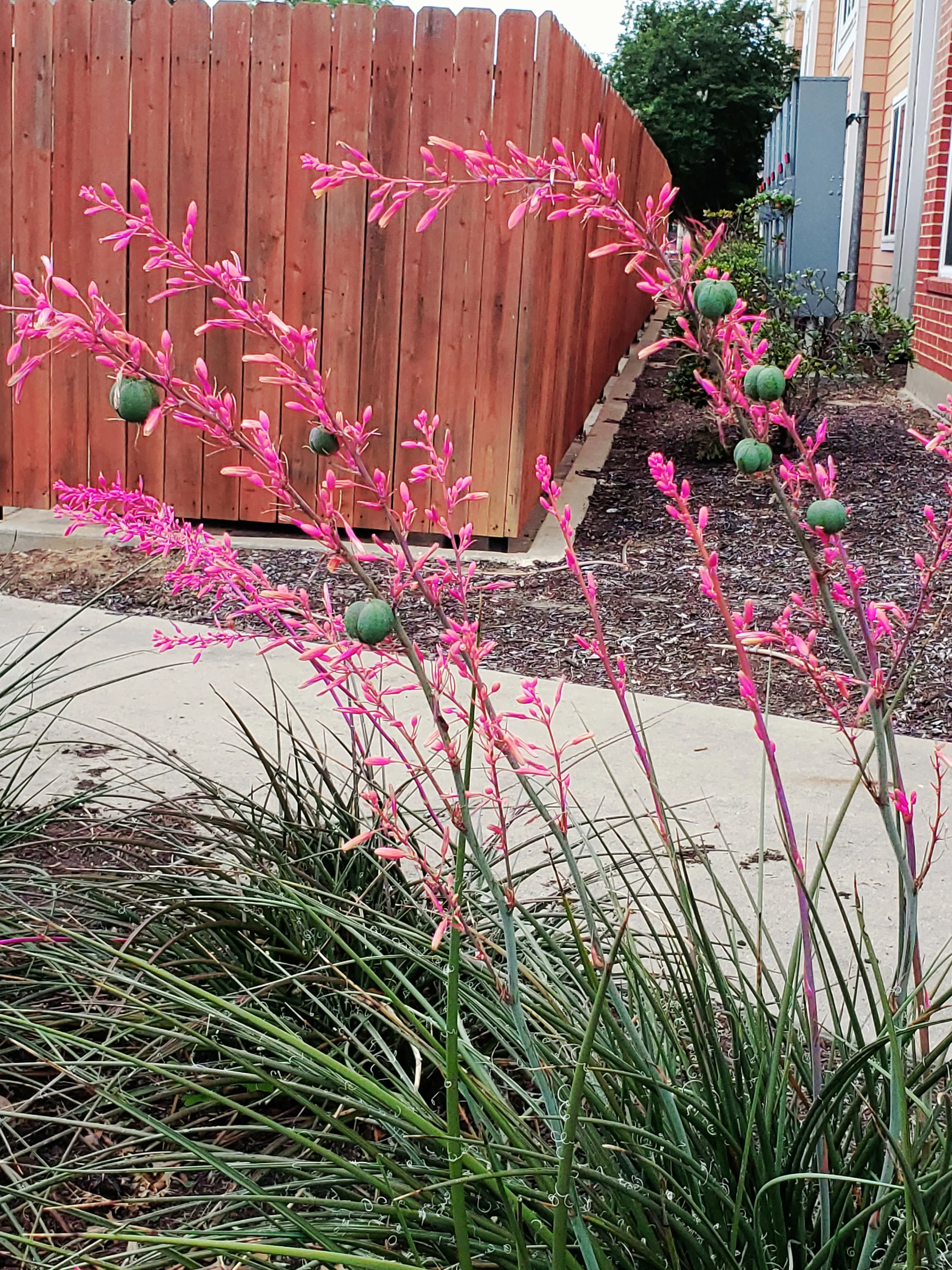 Early Summer flower. By Teressa from Texas, US.