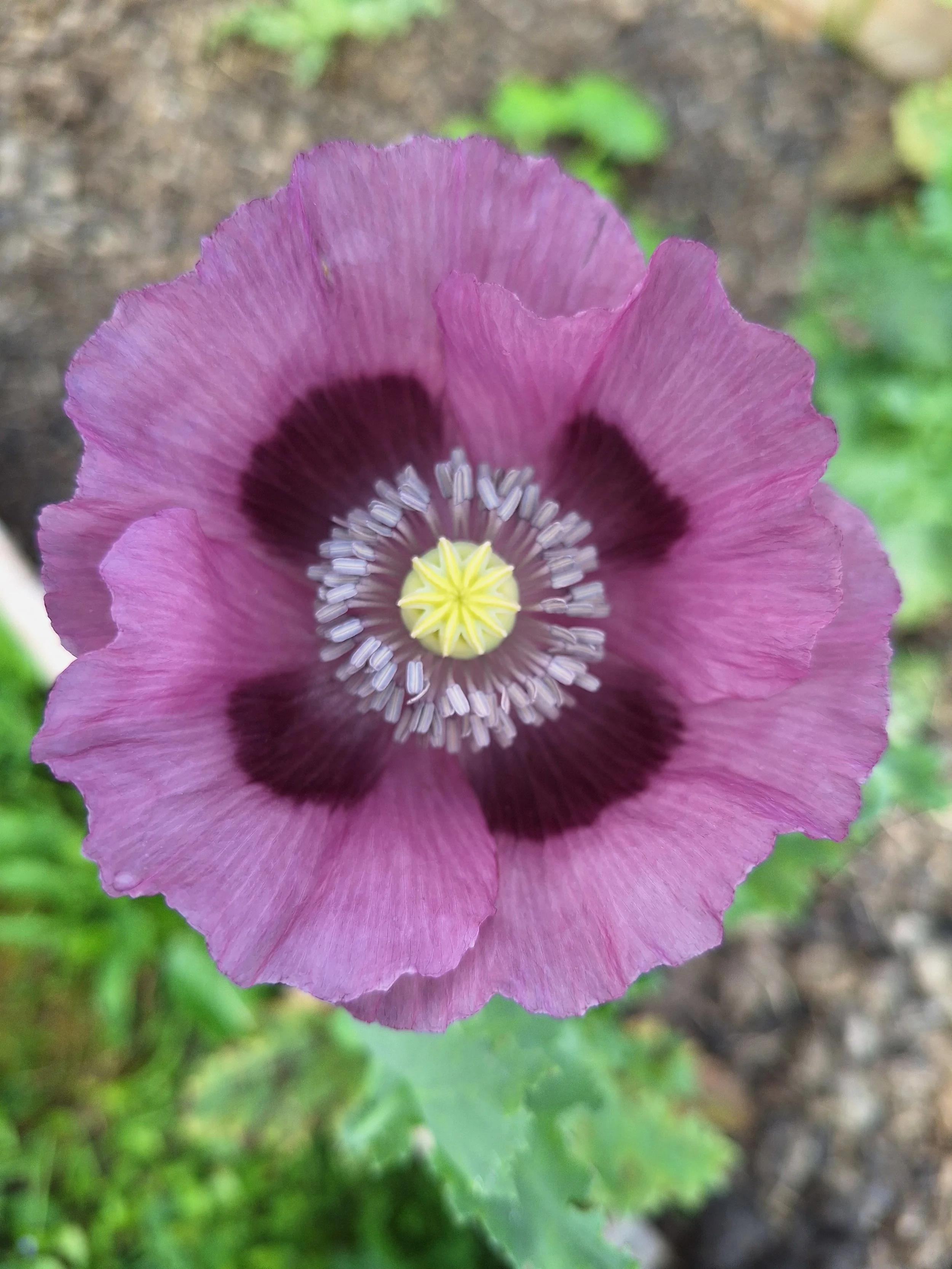 The flowers of Summer Solstice. (cont.) Poppy.