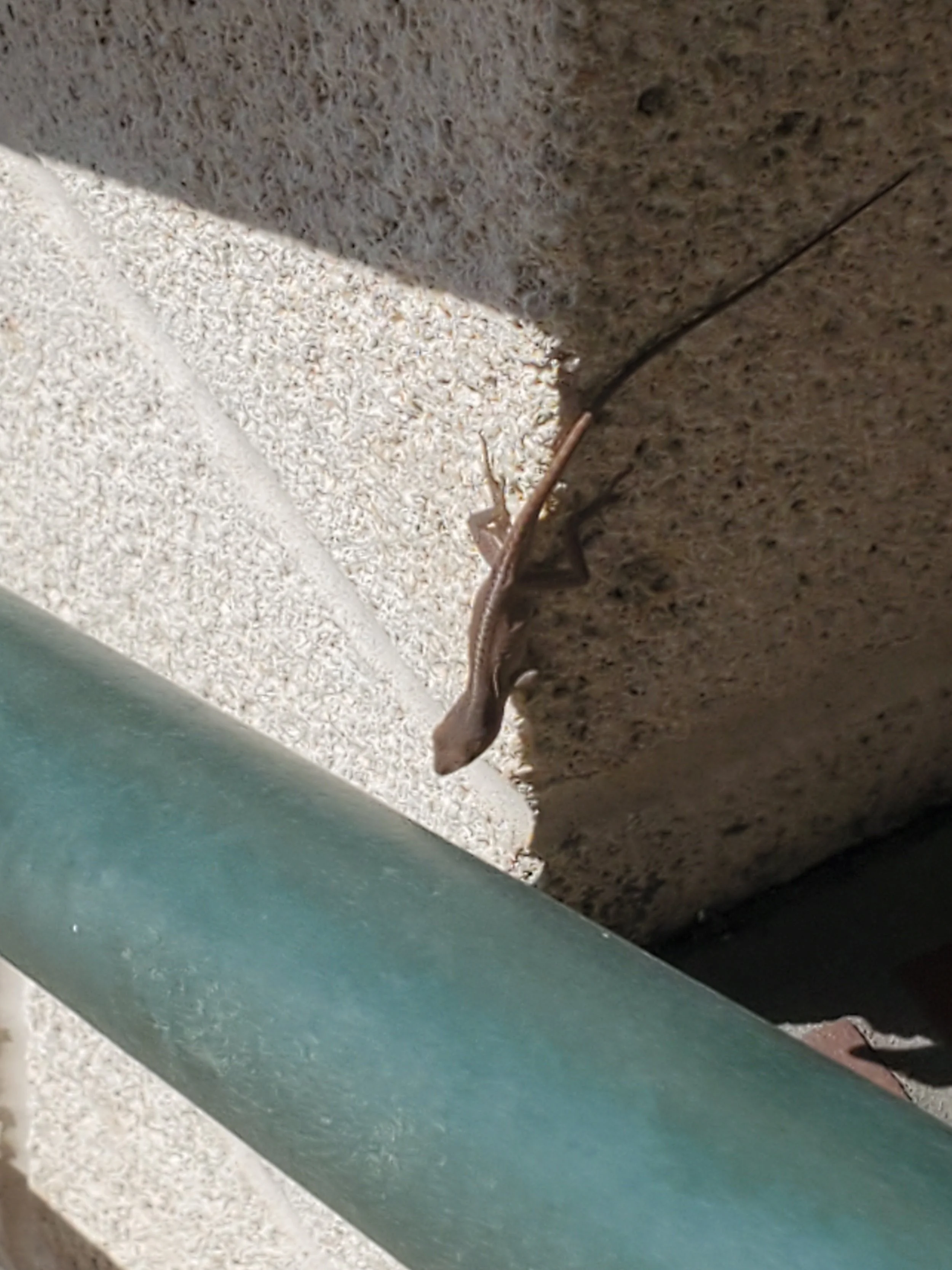 Gecko spotted. By Teressa.