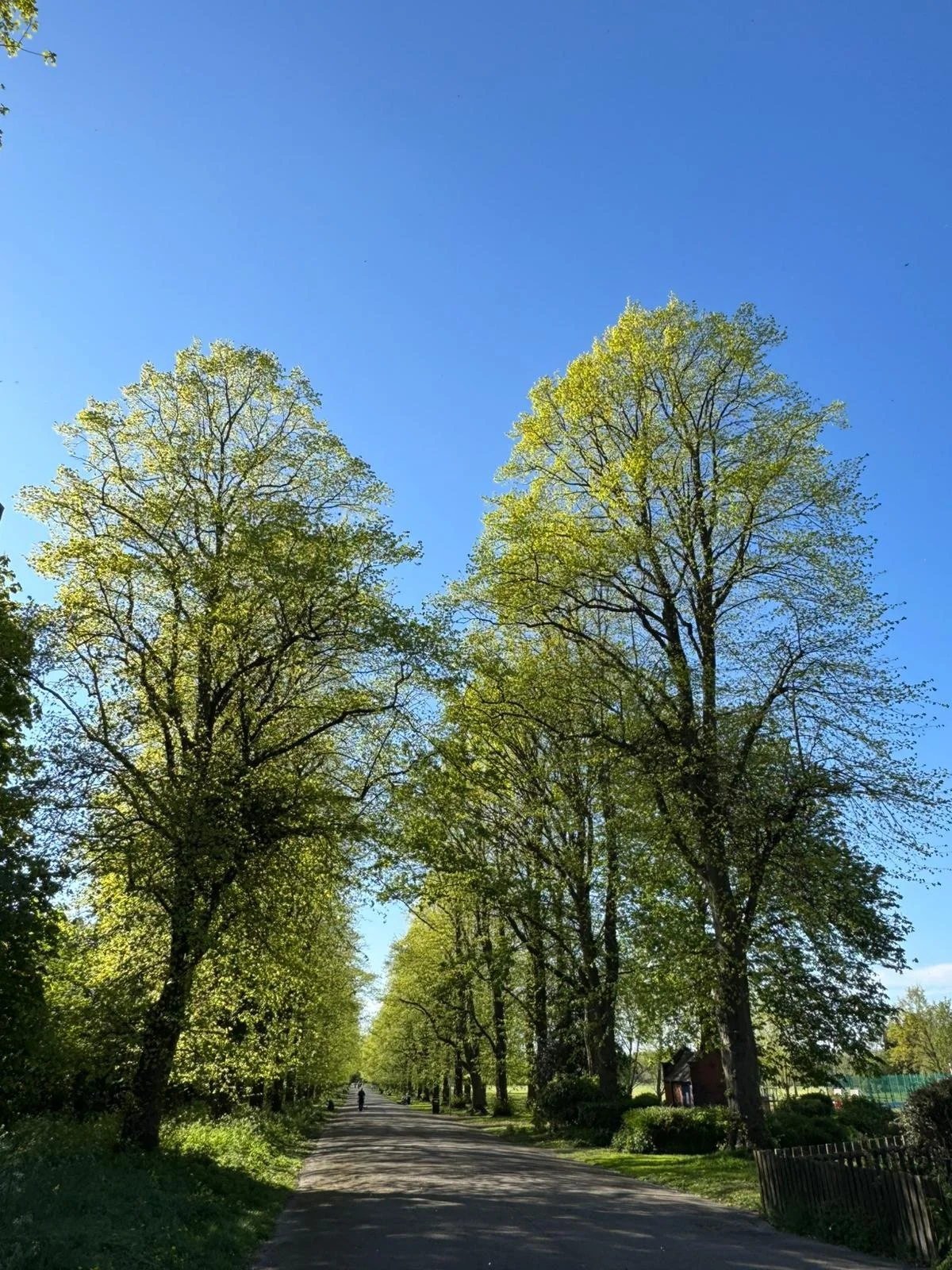 Haslam Park. Submitted by Joey, Preston, 24-04-2026.
Fresh new leaves on the trees in Haslam Park.