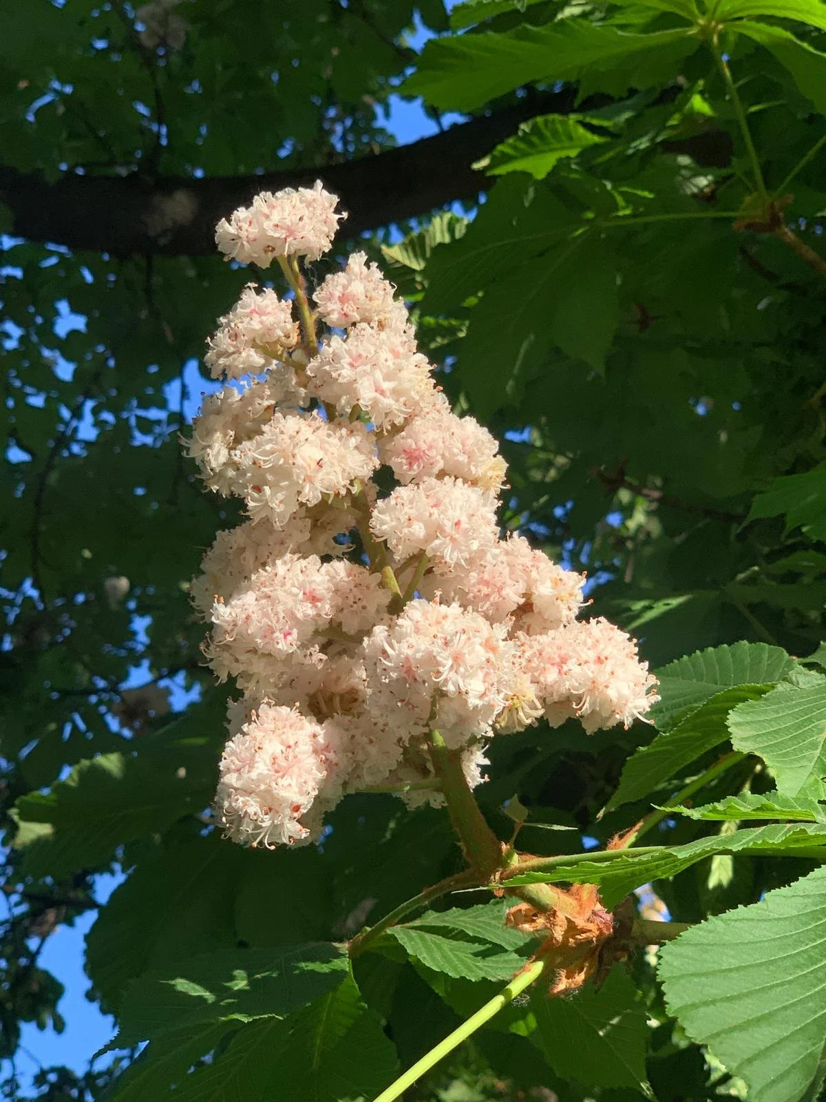 Chestnut in full bloom, by Hajnal.